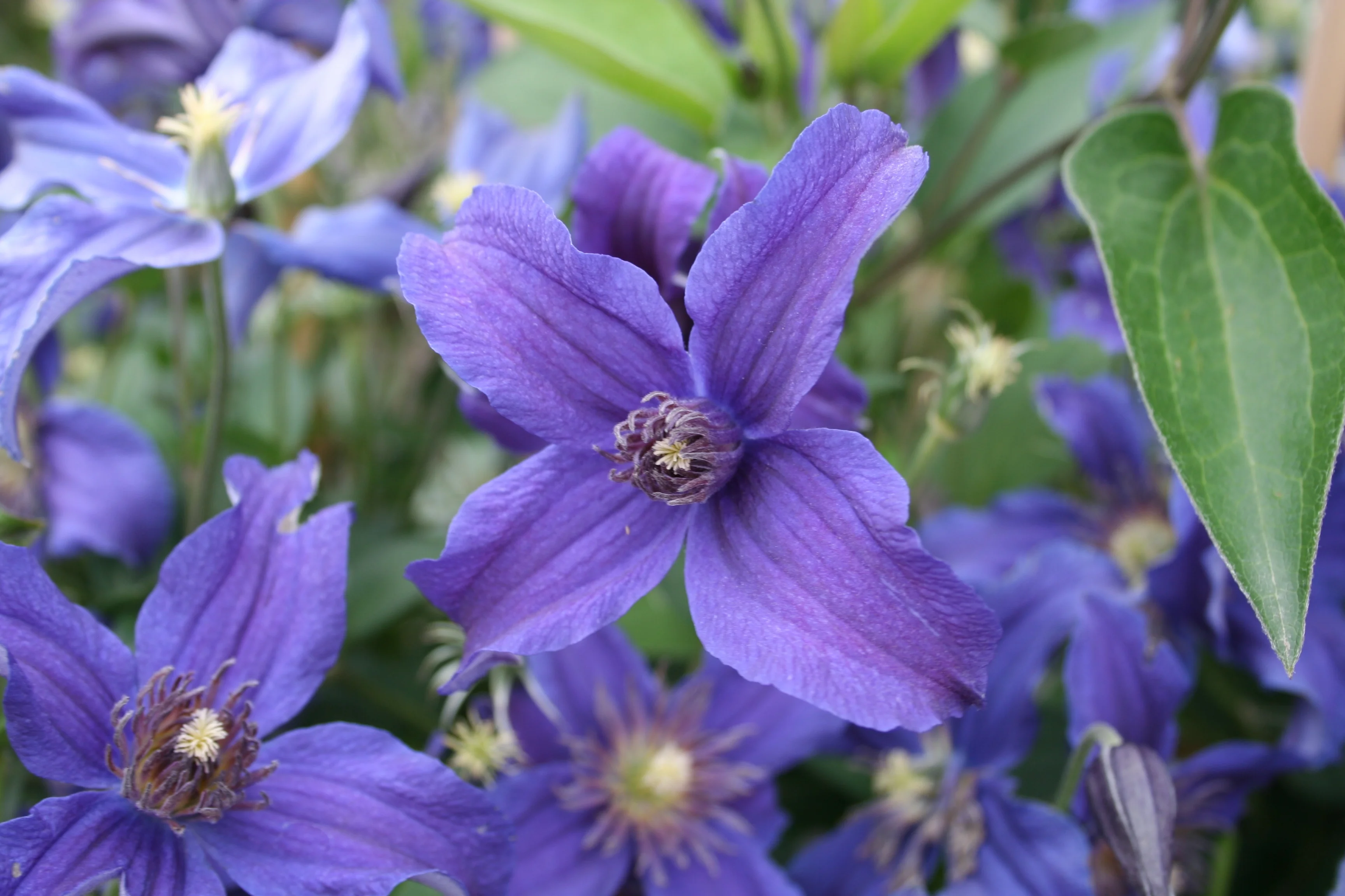 Sapphire Indigo™ Clematis 5 Sapphire Indigo™ Clematis