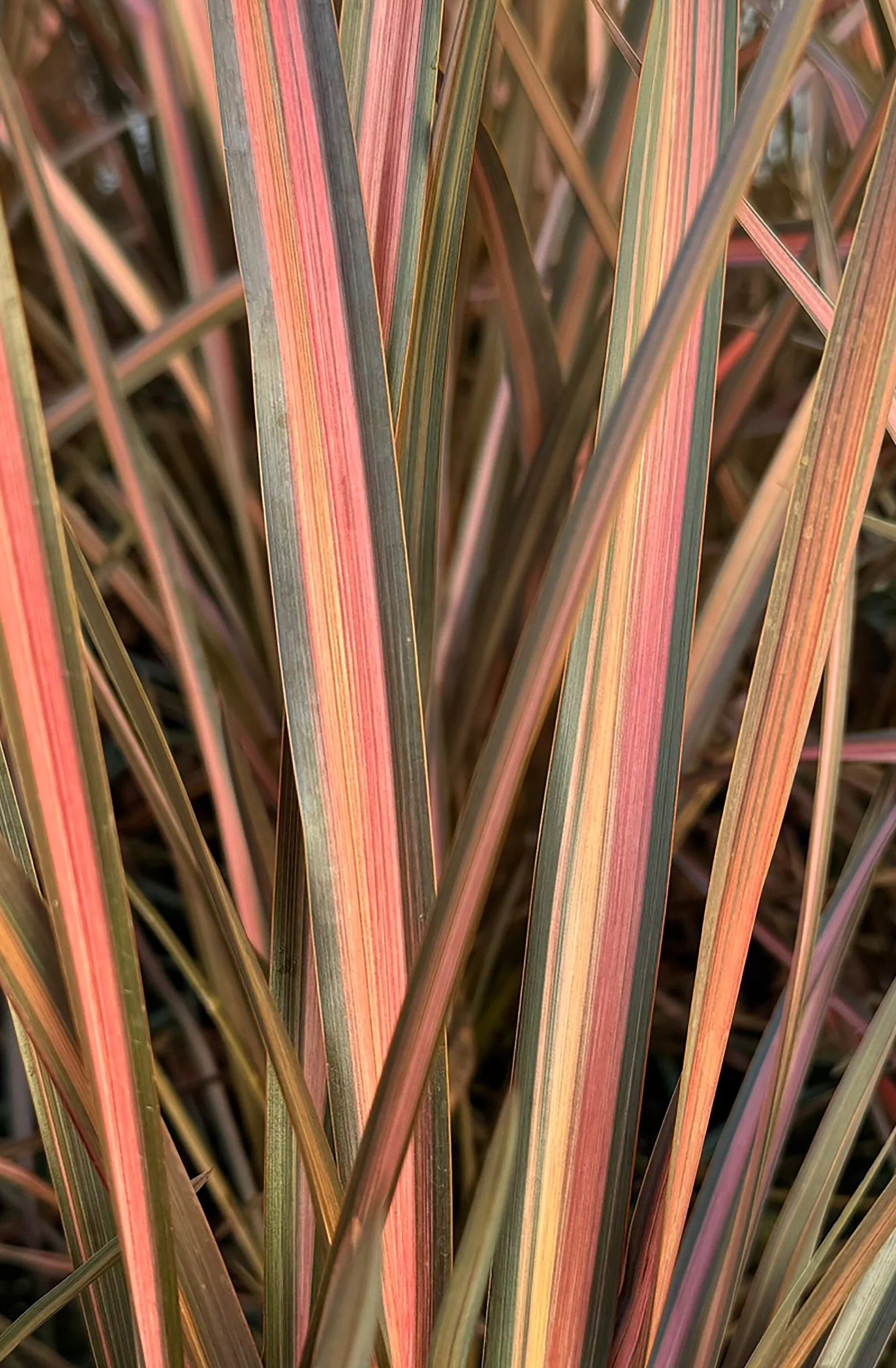 Evening Glow New Zealand Flax 4 Evening Glow New Zealand Flax