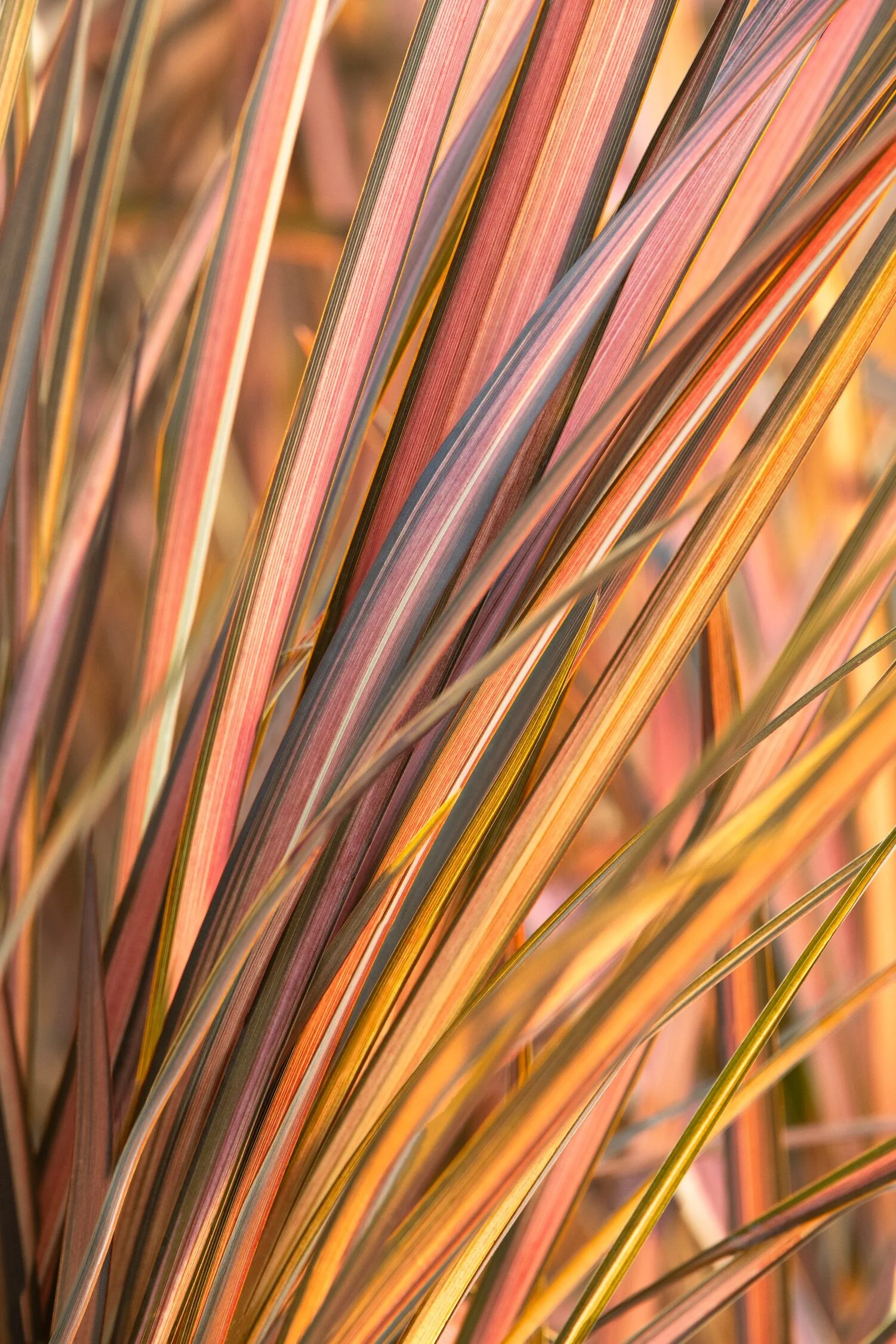 Evening Glow New Zealand Flax 2 Evening Glow New Zealand Flax