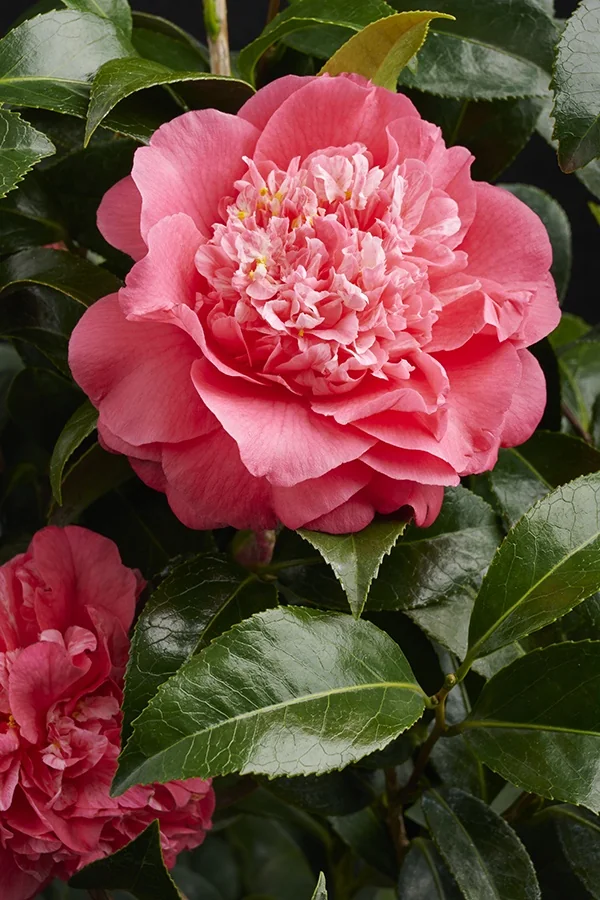 Kumasaka Camellia 10 Kumasaka Camellia