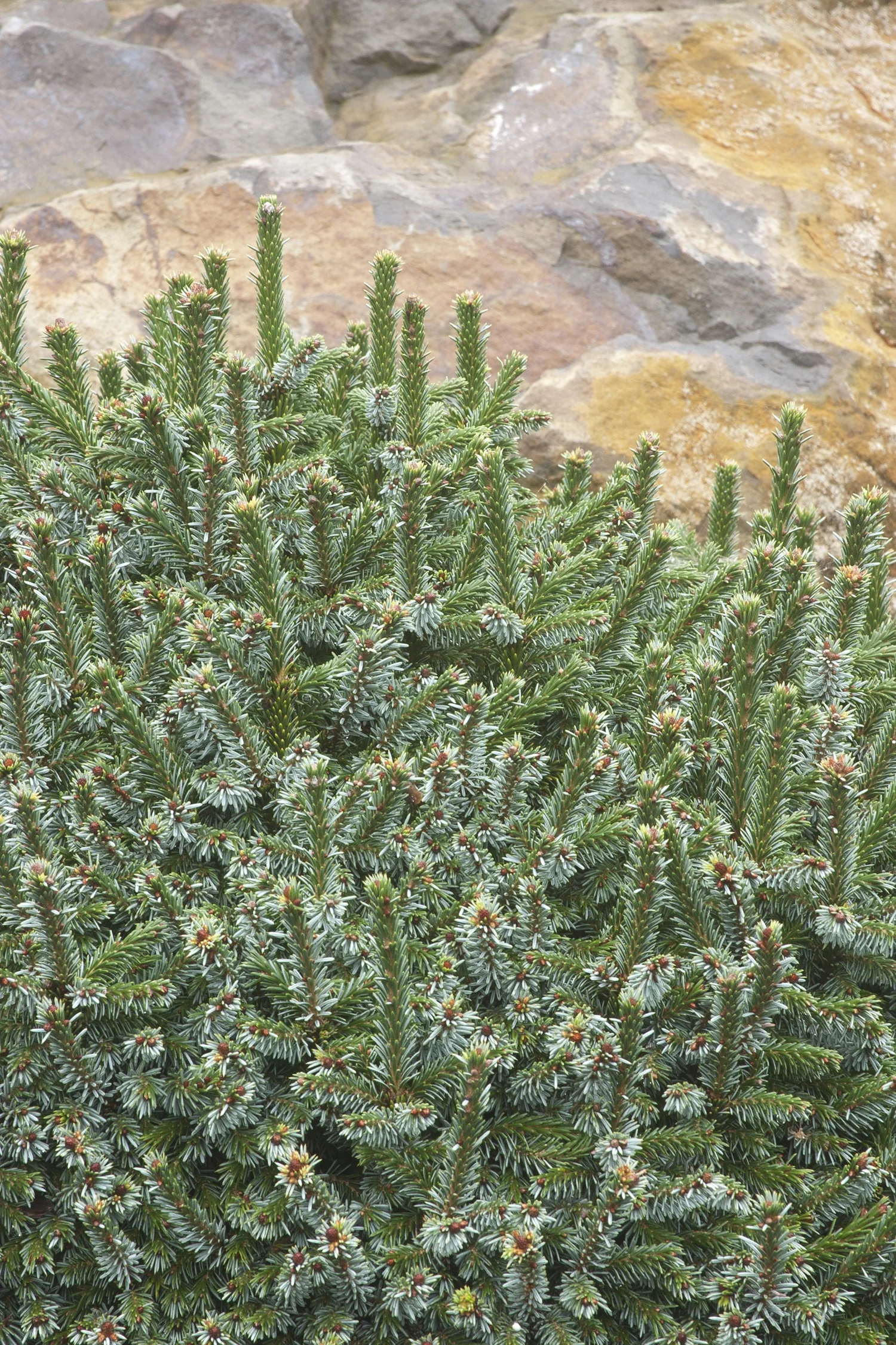 Pimoko Serbian Spruce 8 Pimoko Serbian Spruce