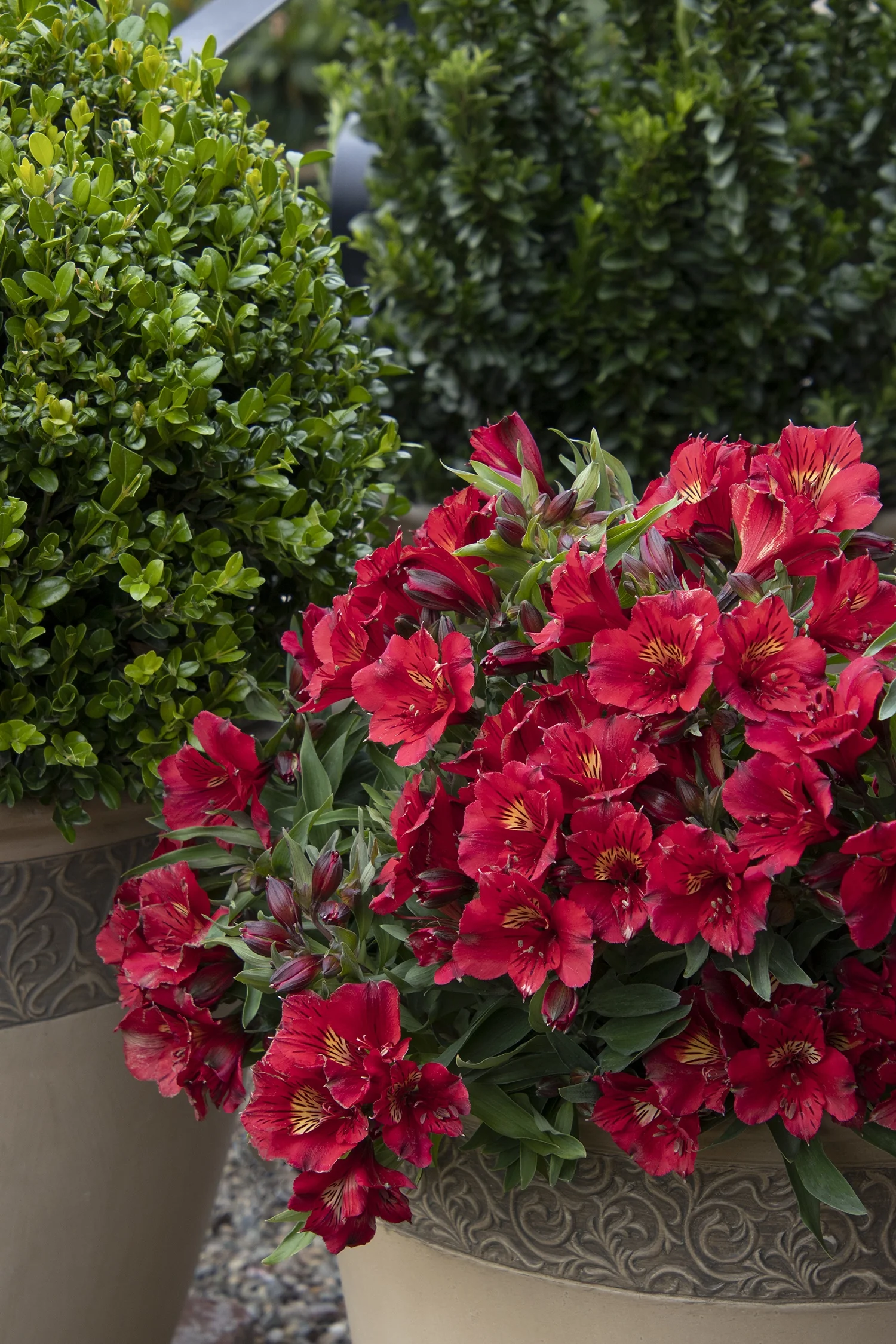 Colorita® Kate® Peruvian Lily