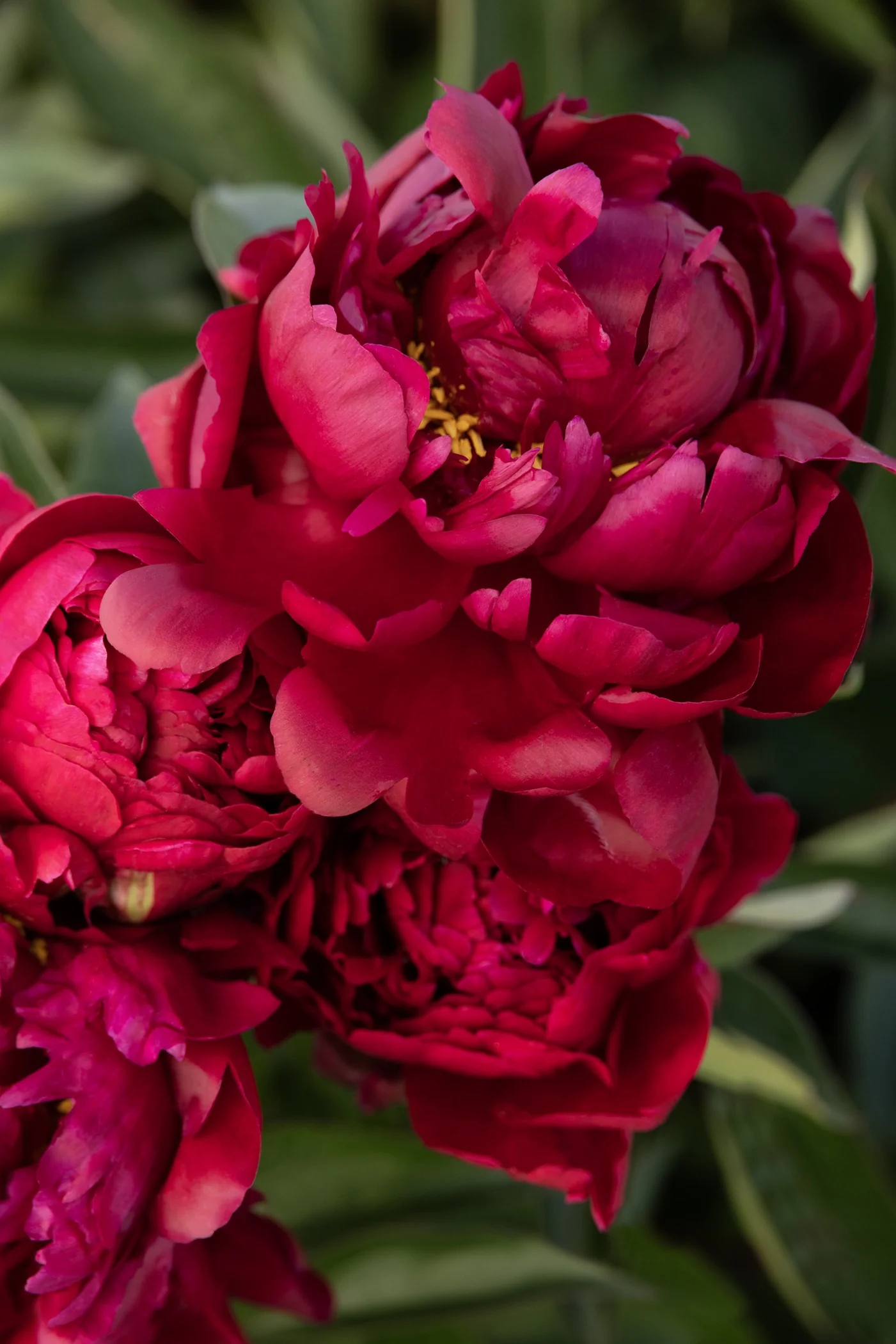 Paul M. Wild Double Peony