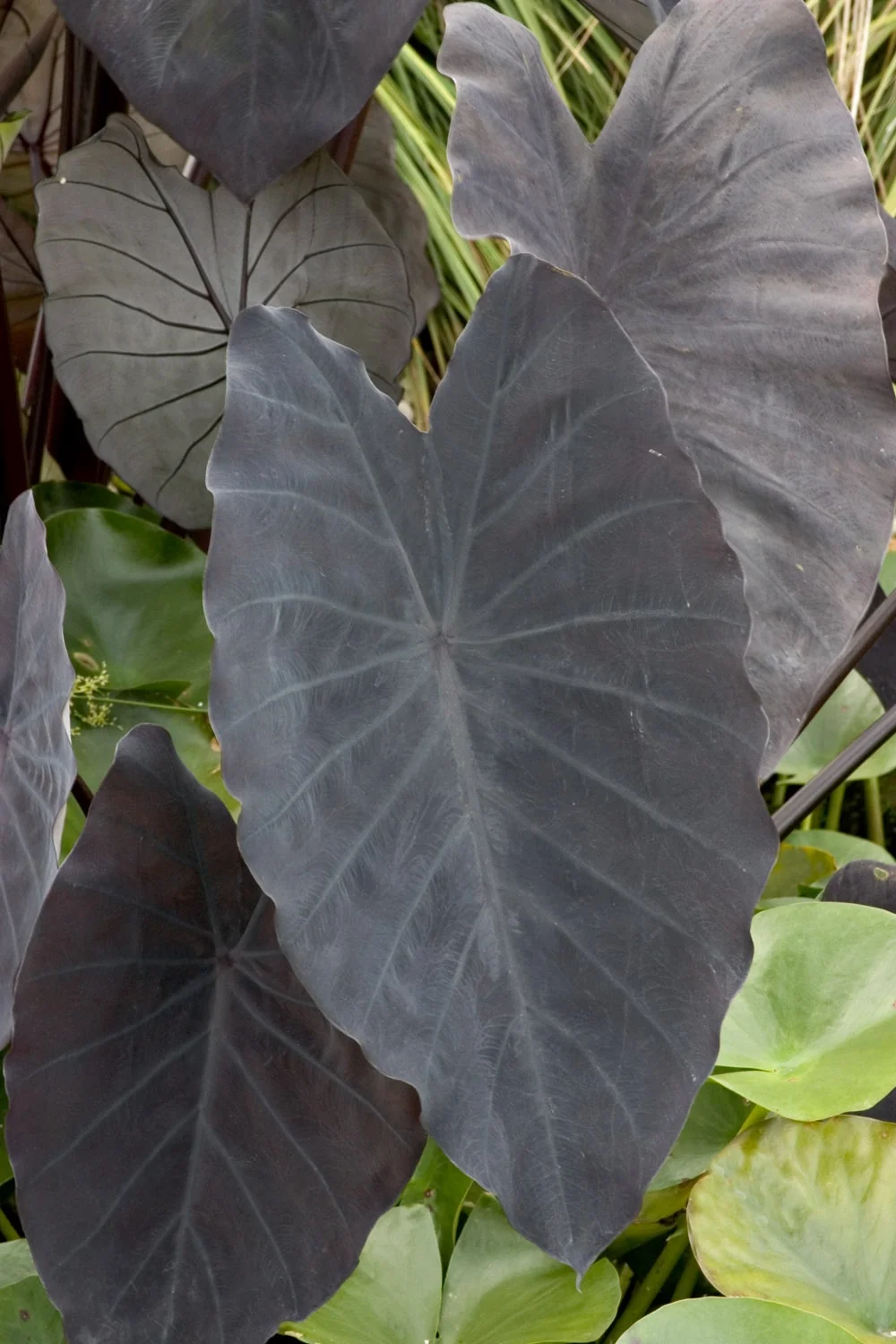 Black Magic Elephant Ear 1 Black Magic Elephant Ear