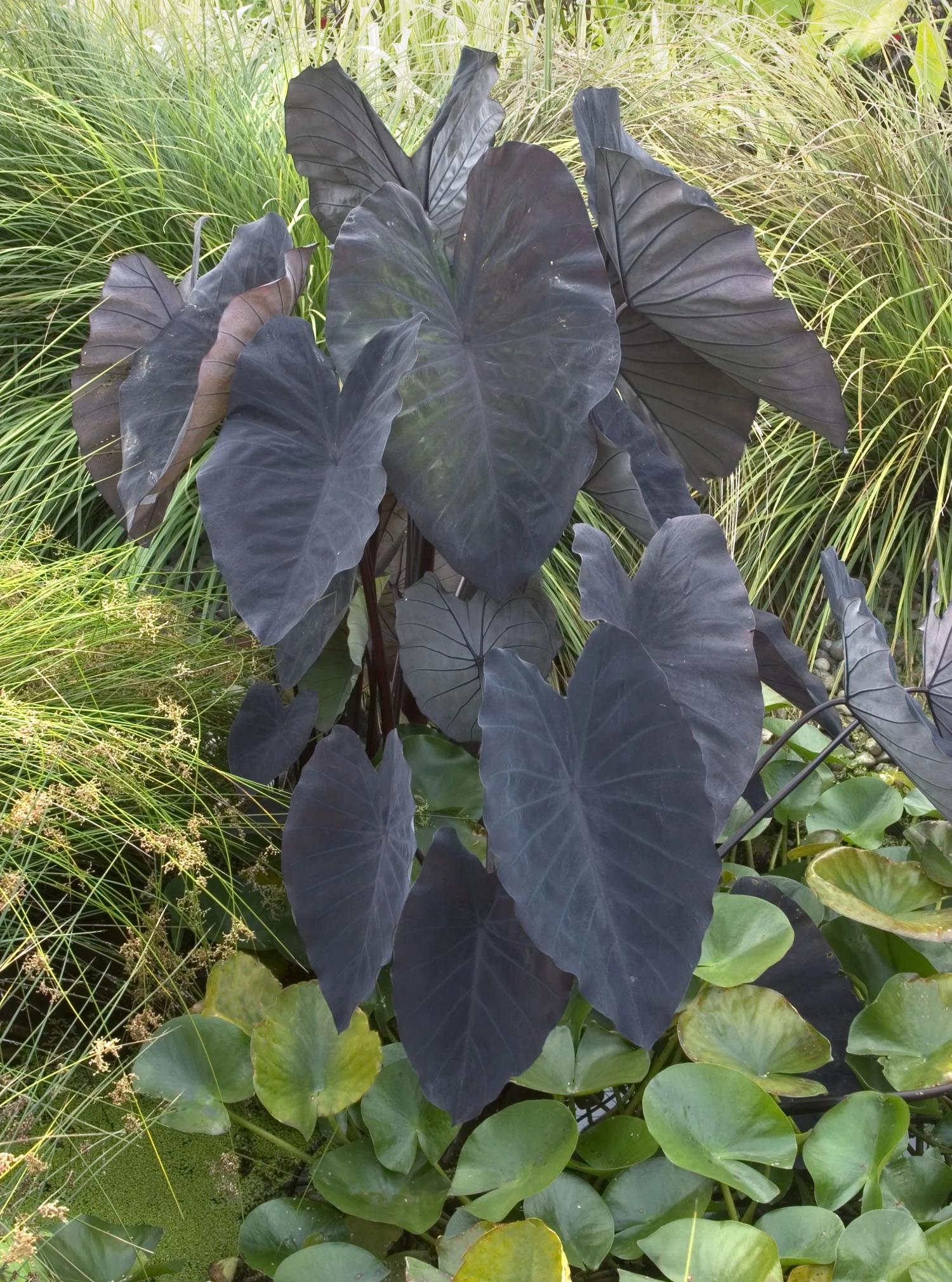 Black Magic Elephant Ear 2 Black Magic Elephant Ear
