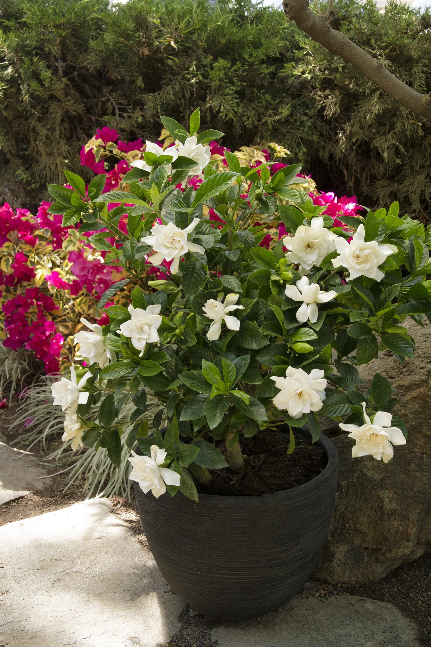 Mystery Gardenia 4 Mystery Gardenia