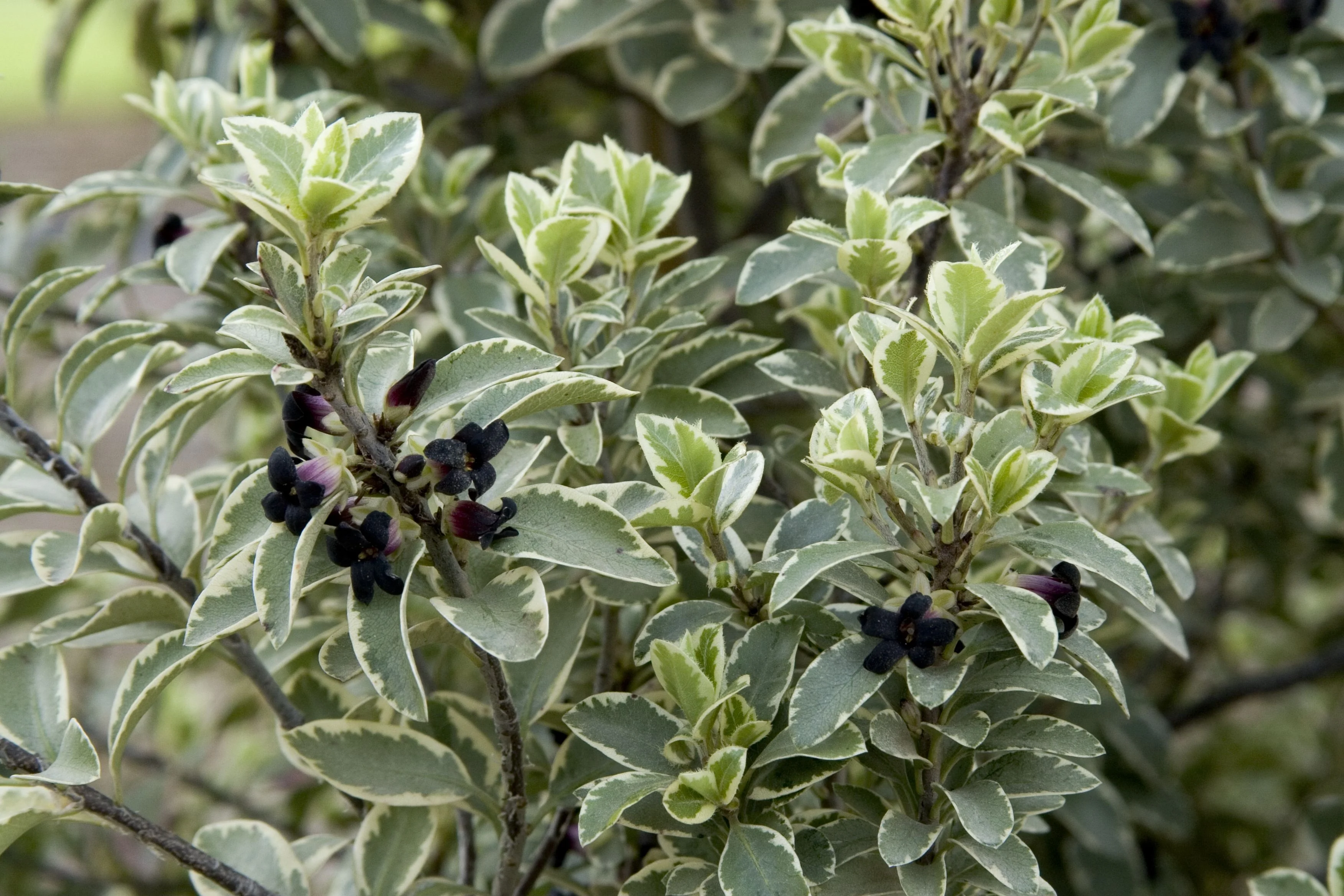 Marjorie Channon Pittosporum