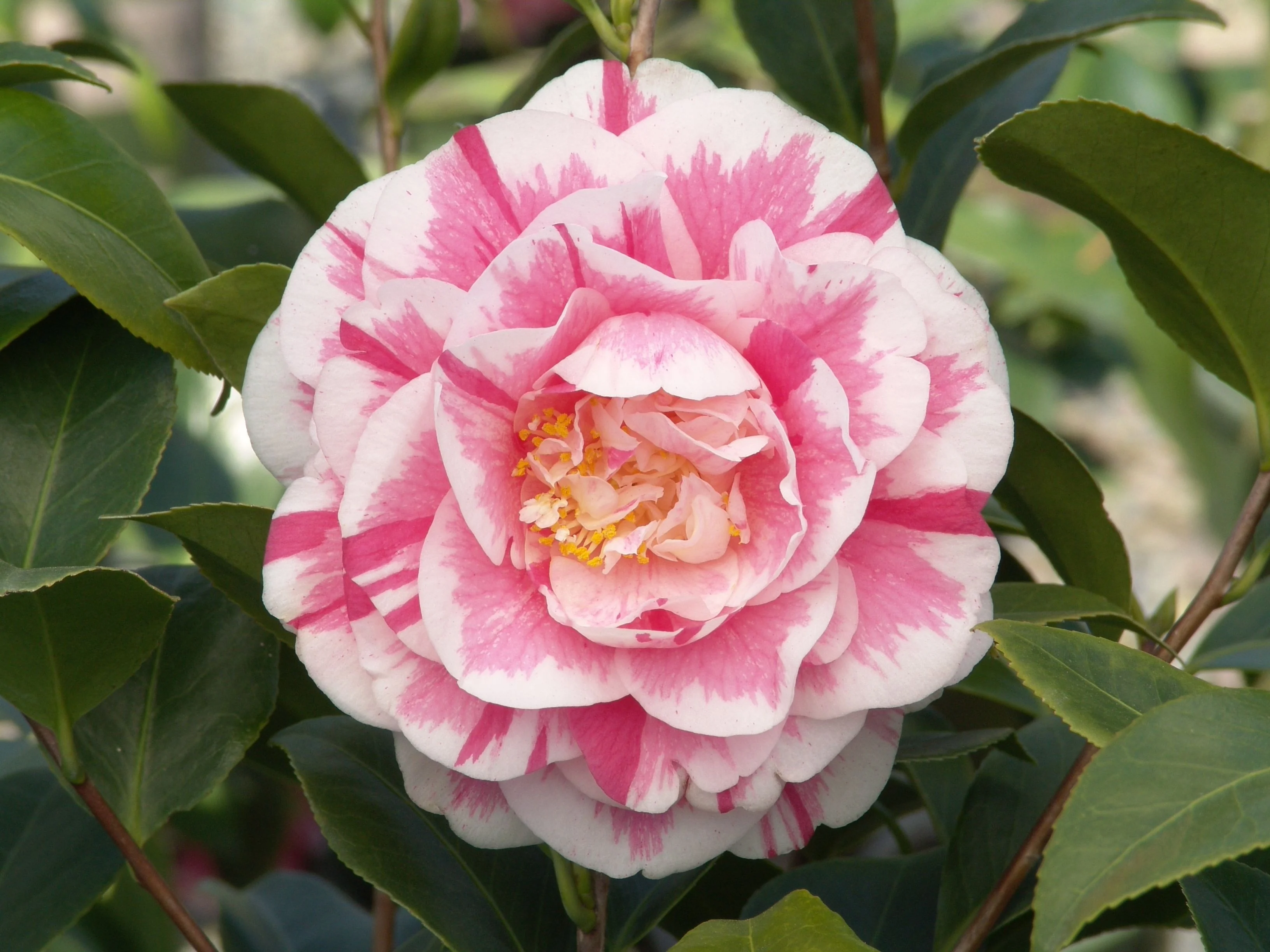 Jordan's Pride Camellia