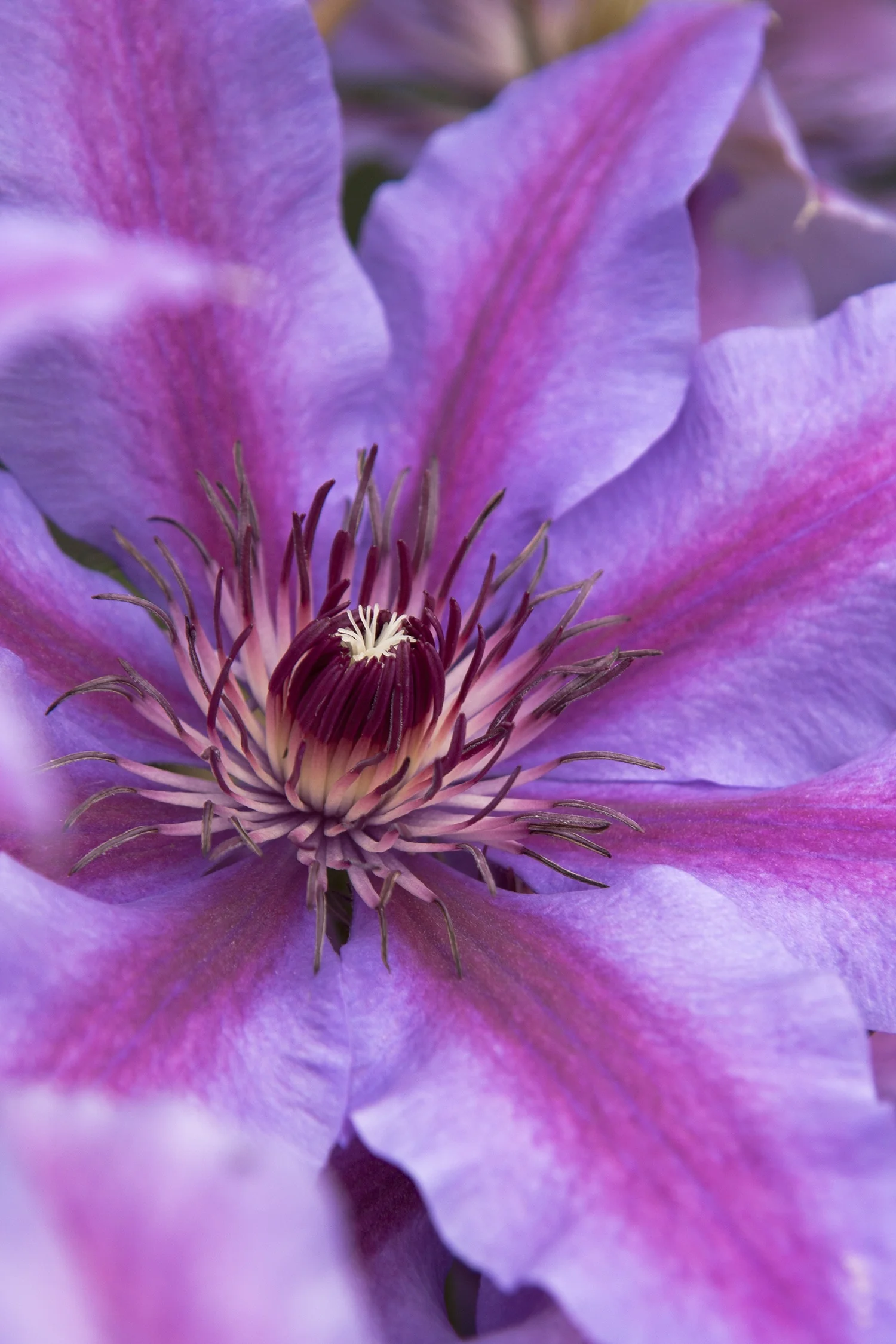Vancouver™ Starry Nights Clematis