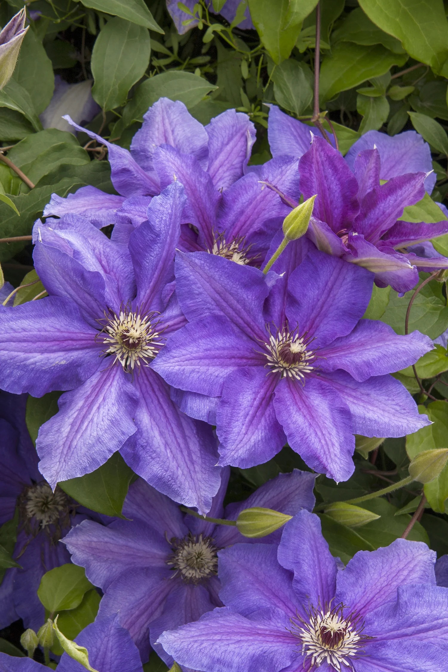 Vancouver™ Starry Nights Clematis