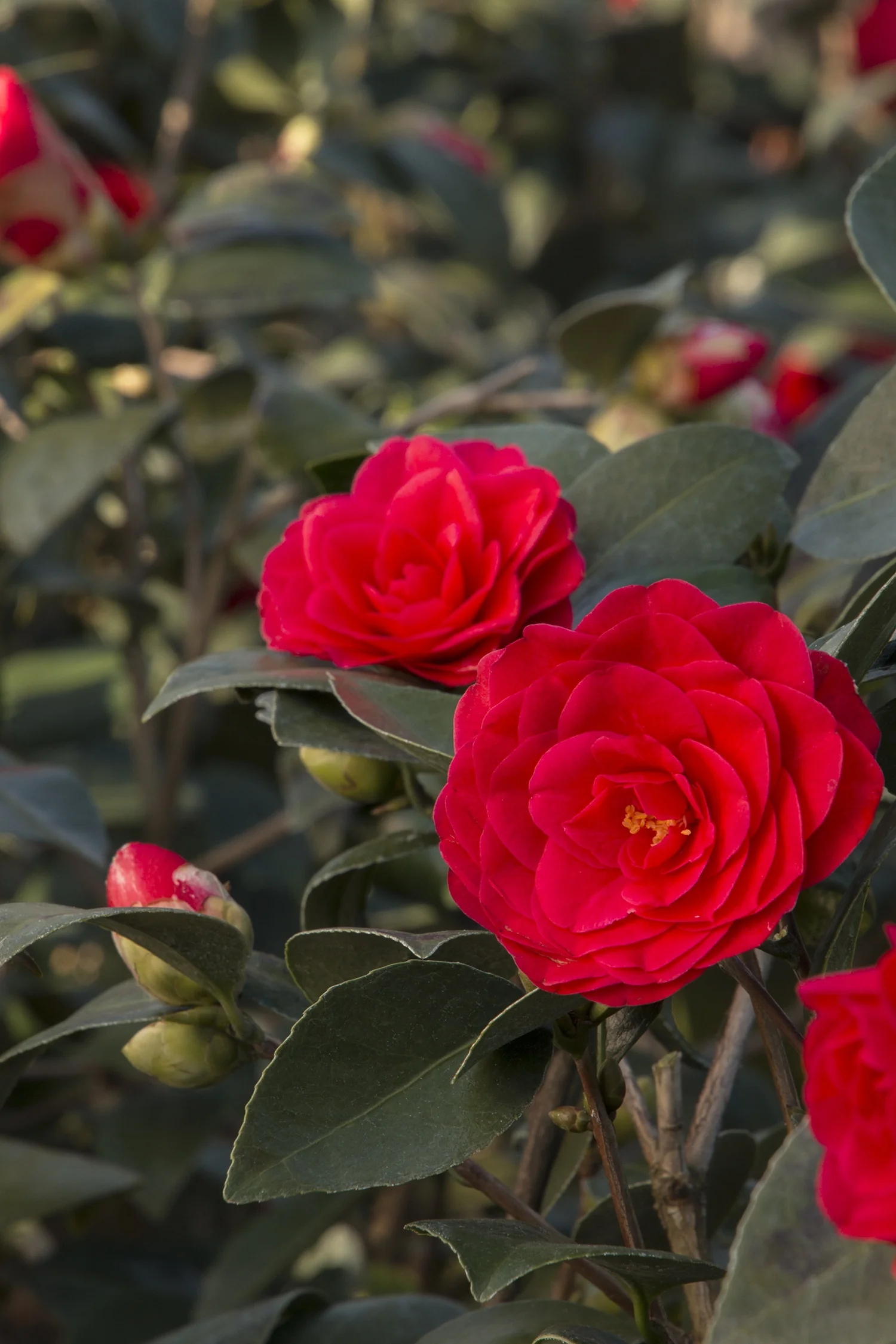Glen 40 Camellia