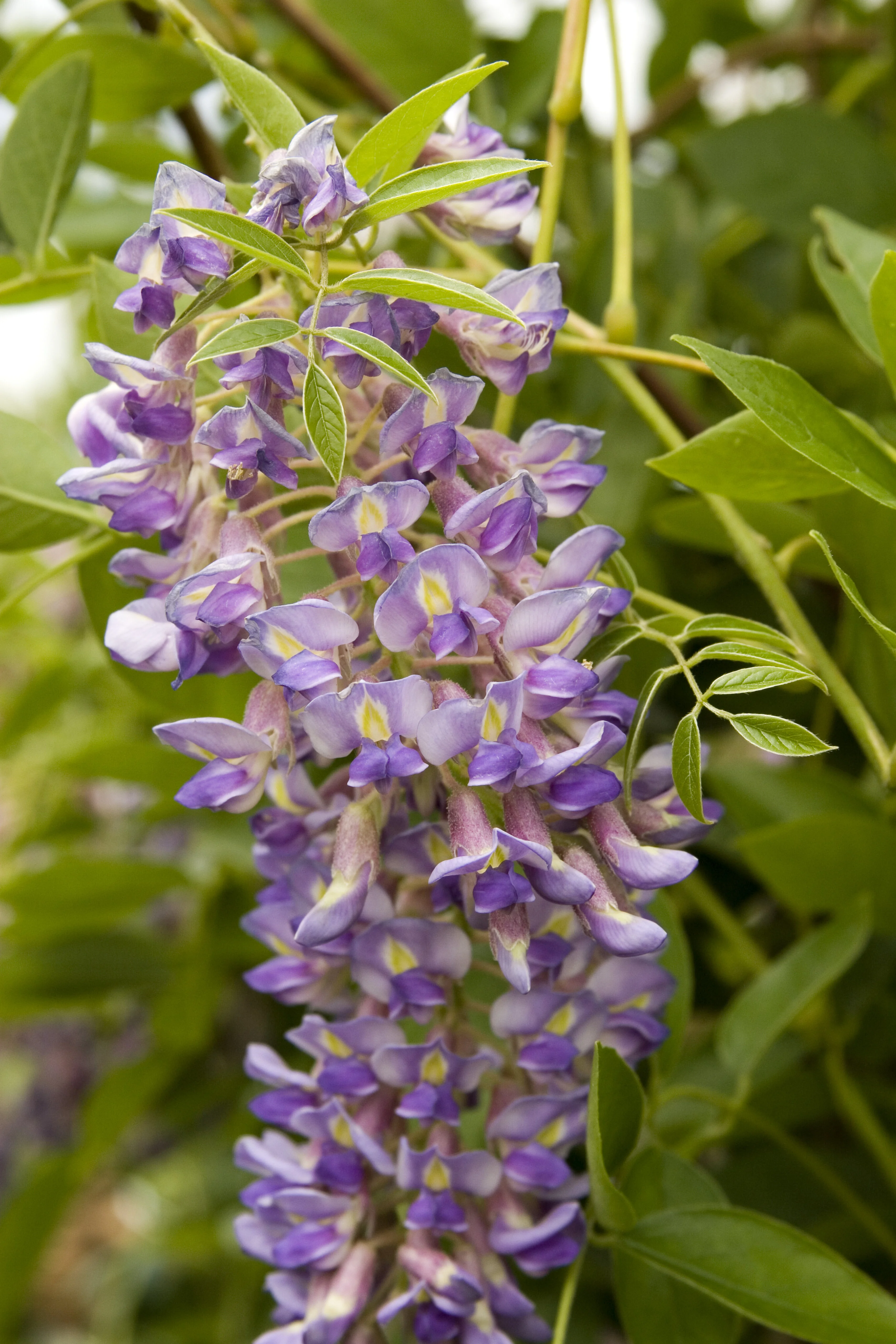 Blue Moon Kentucky Wisteria 6 Blue Moon Kentucky Wisteria