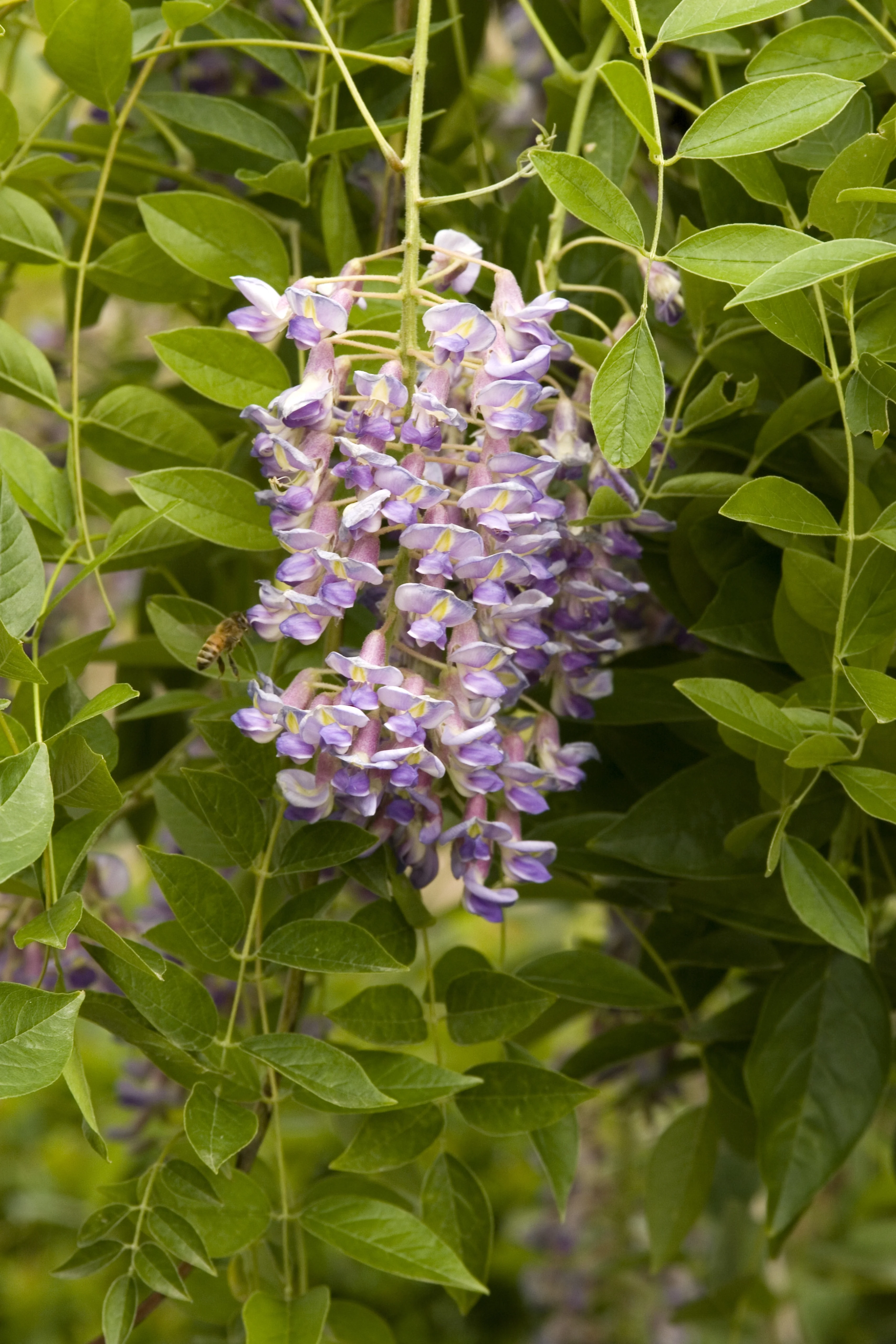 Blue Moon Kentucky Wisteria