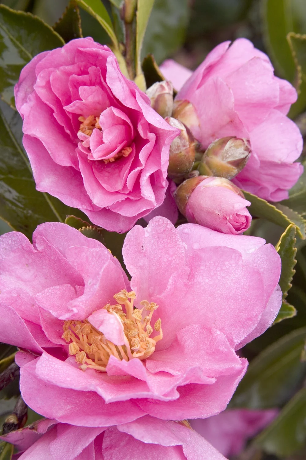 Marge Miller Camellia