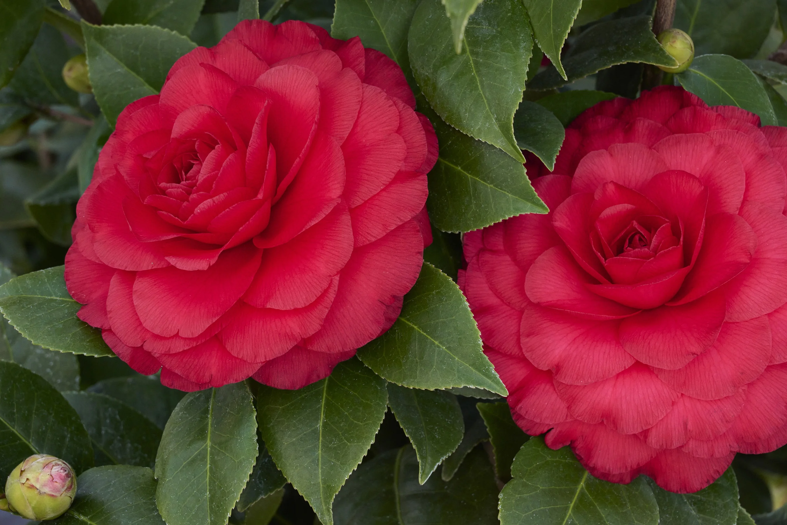 Nuccio's Bella Rossa Camellia 7 Nuccio's Bella Rossa Camellia
