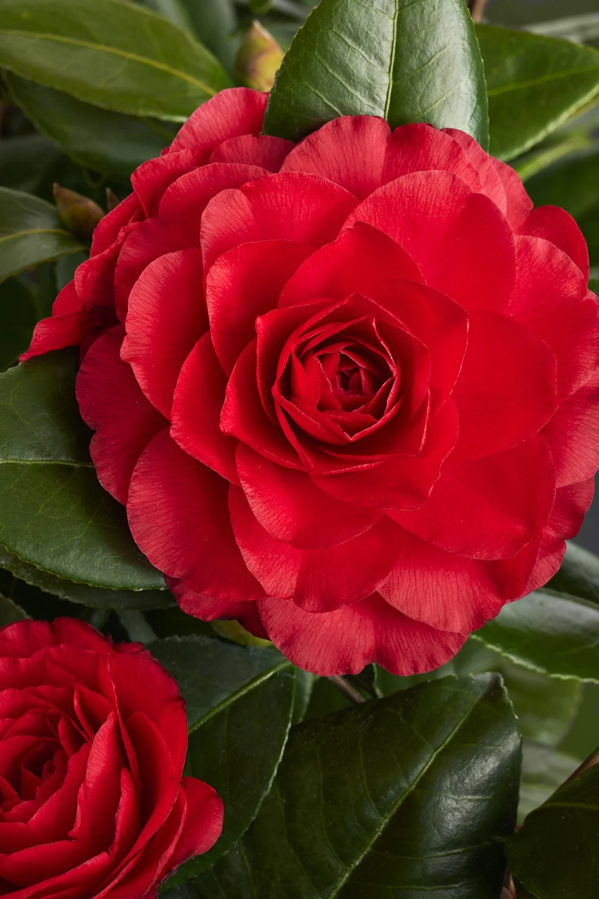 Nuccio's Bella Rossa Camellia 2 Nuccio's Bella Rossa Camellia
