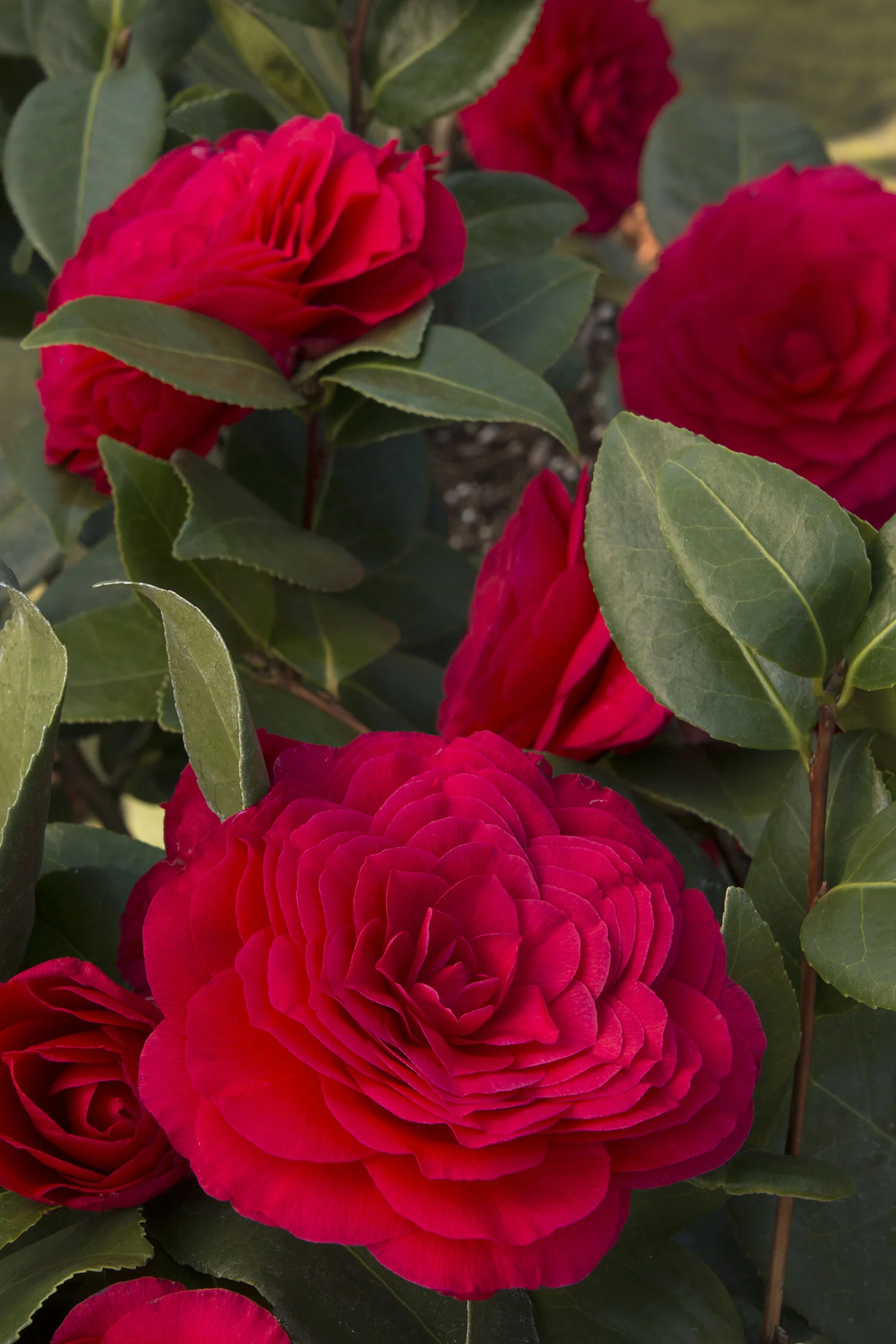 Nuccio's Bella Rossa Camellia 3 Nuccio's Bella Rossa Camellia