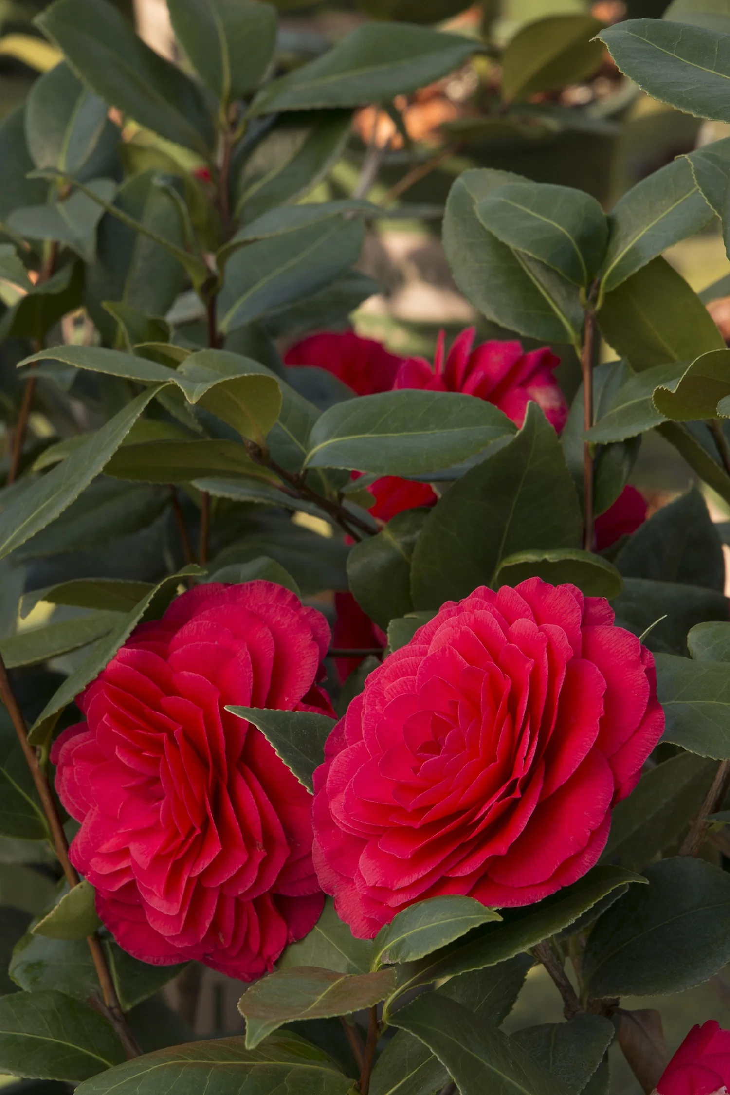 Nuccio's Bella Rossa Camellia 4 Nuccio's Bella Rossa Camellia