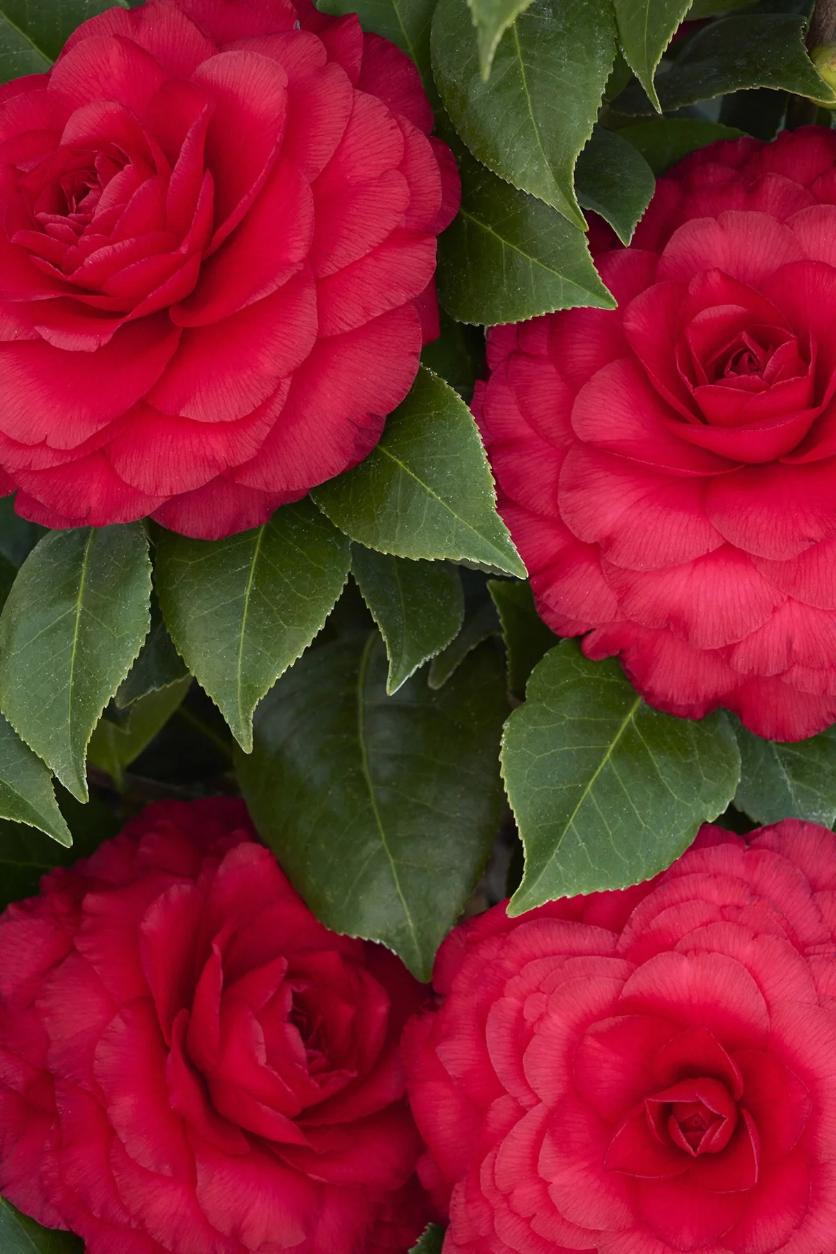 Nuccio's Bella Rossa Camellia 5 Nuccio's Bella Rossa Camellia