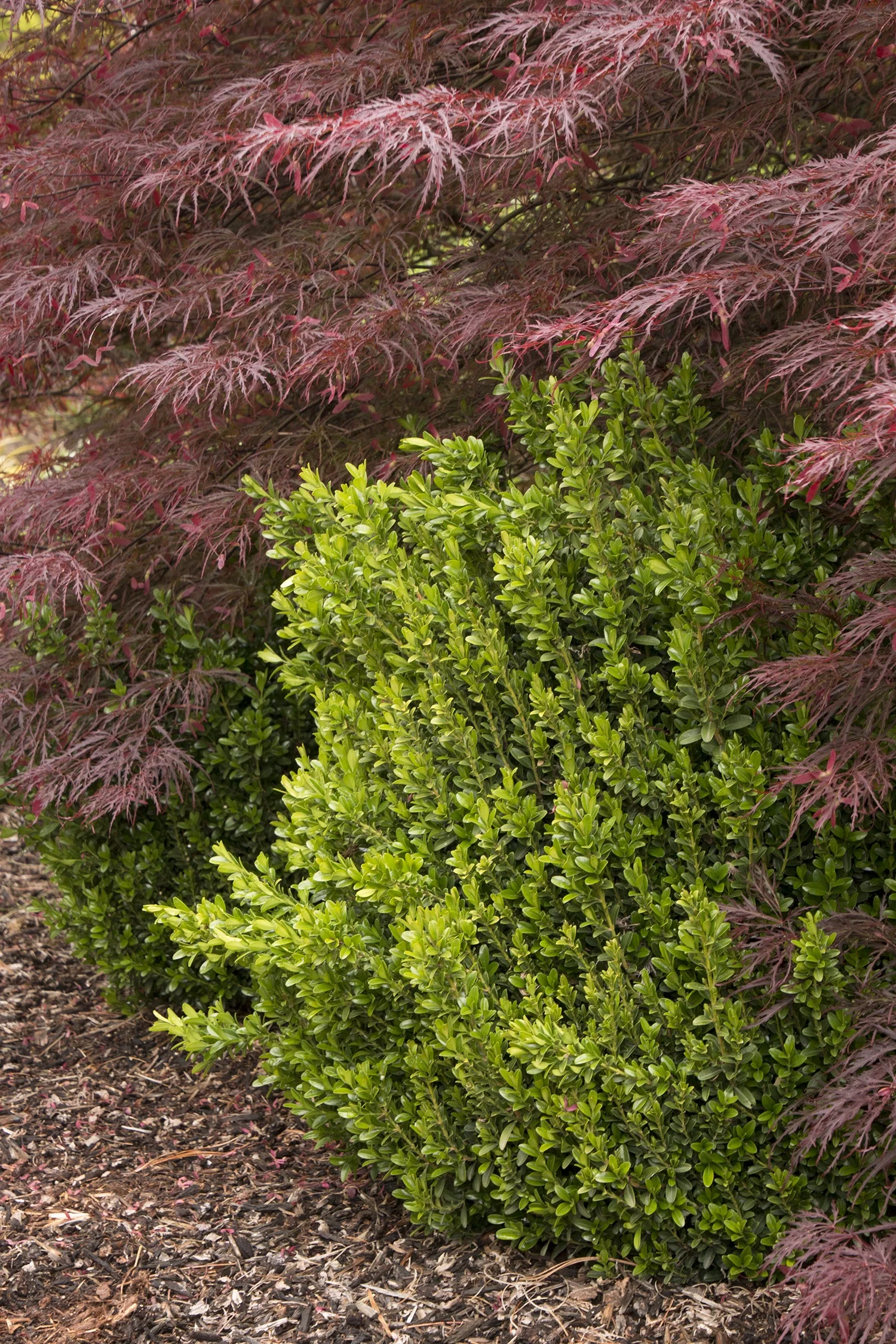 Wee Willie® Korean Boxwood