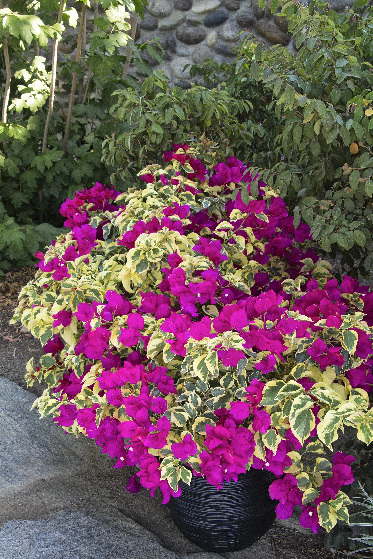 Raspberry Ice Bougainvillea 2 Raspberry Ice Bougainvillea