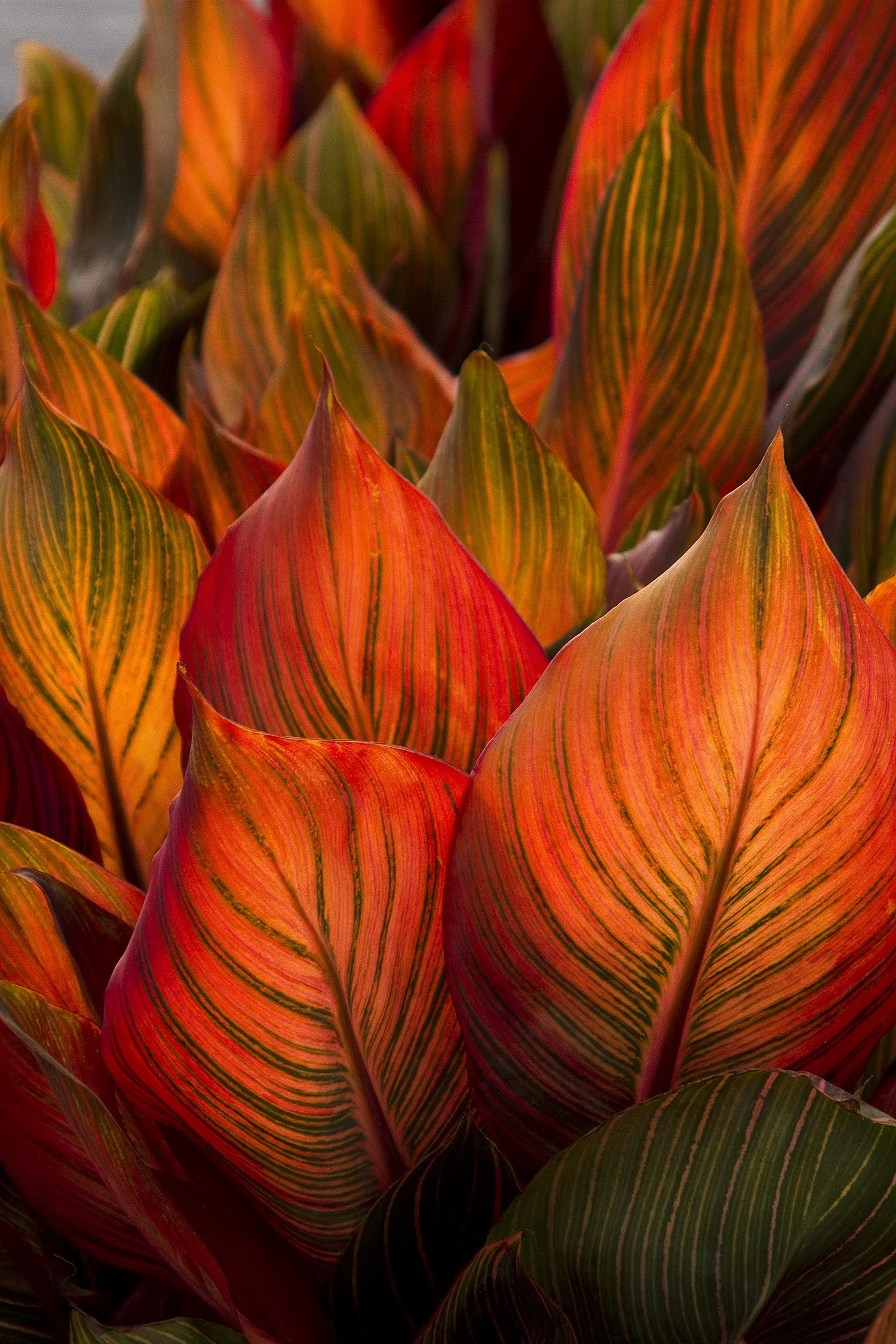 Tropicanna® Canna 4 Tropicanna® Canna