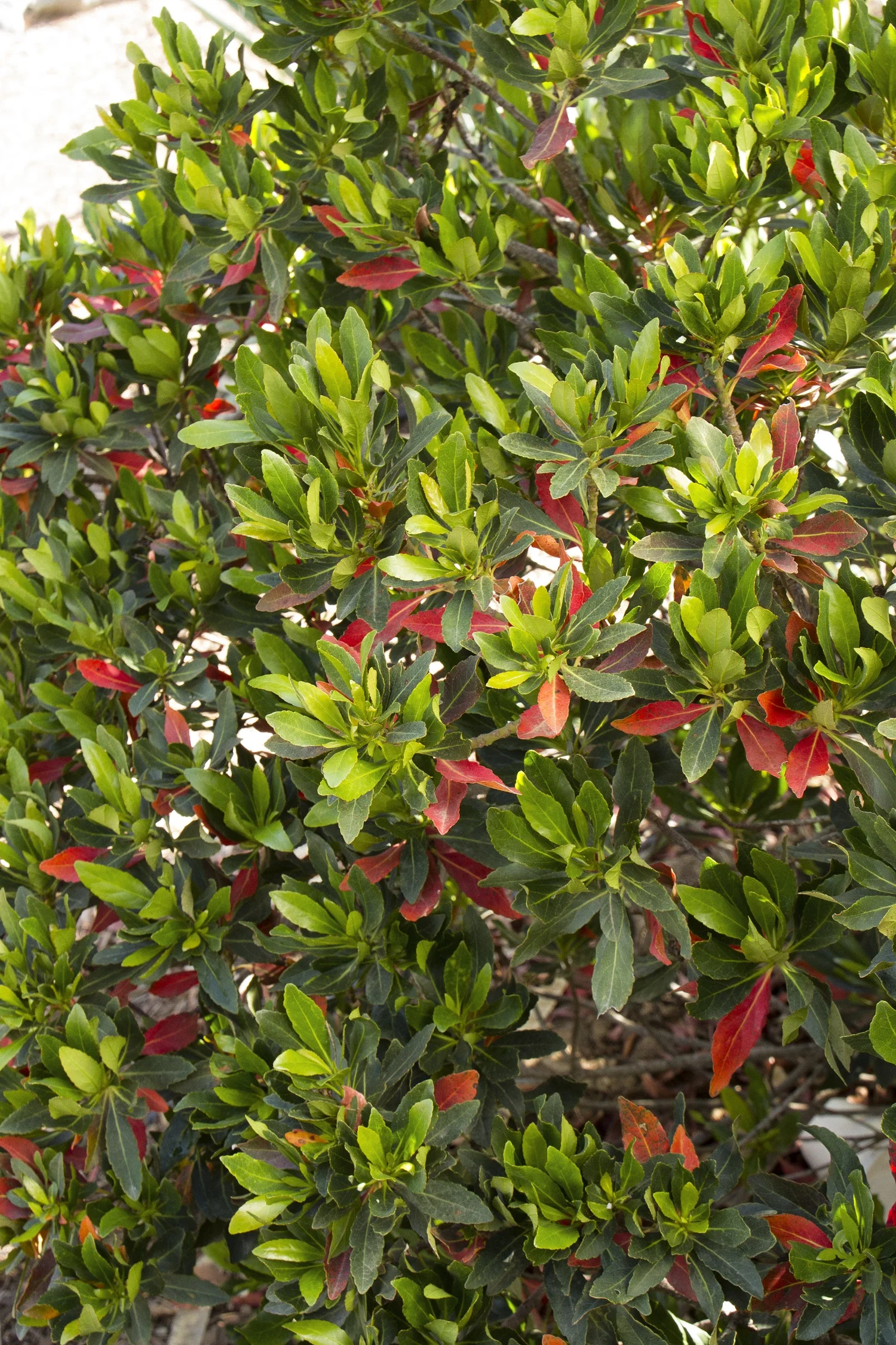 Shogun® Series Little Emperor™ Japanese Blueberry Tree 2 Shogun® Series Little Emperor™ Japanese Blueberry Tree