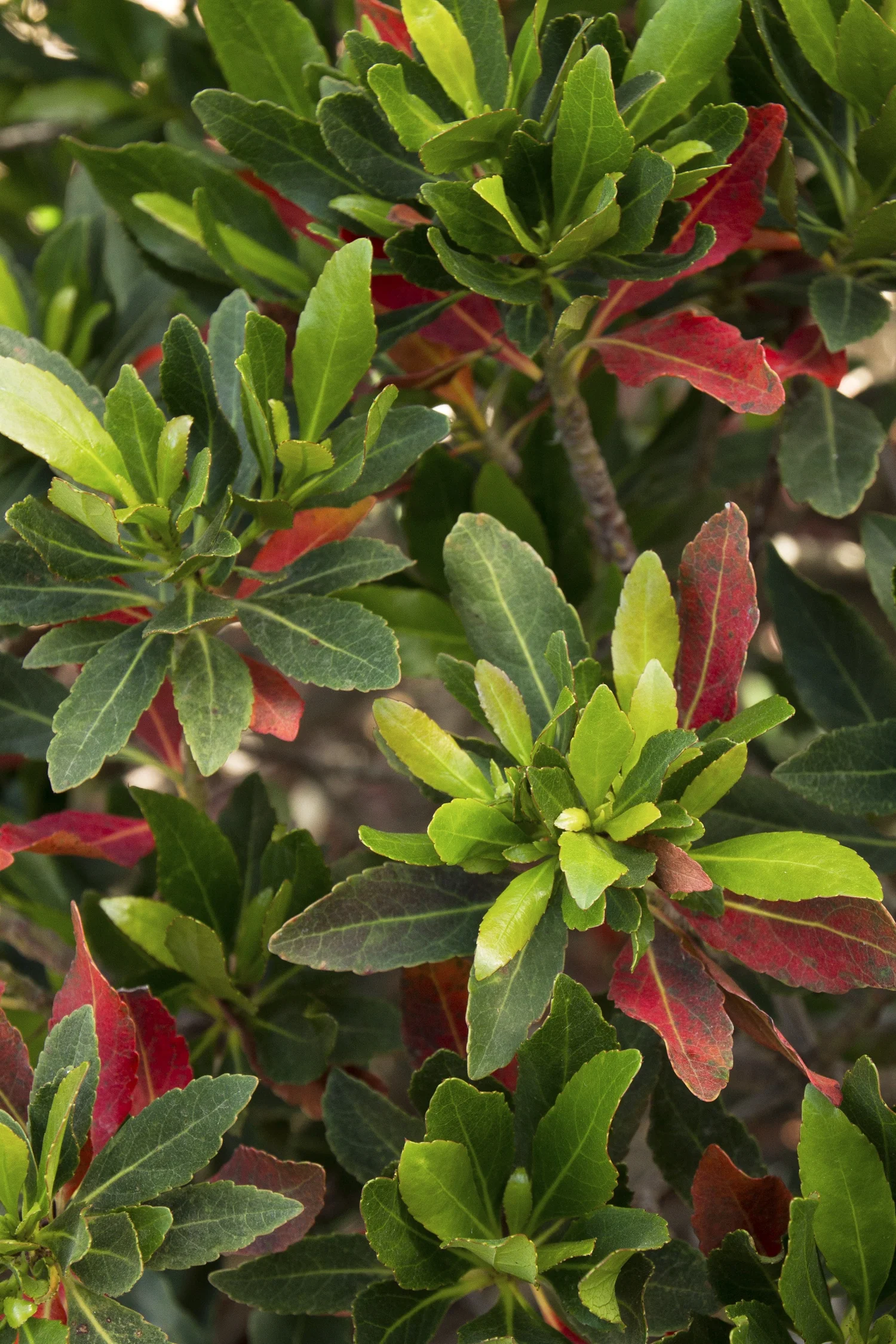 Shogun® Series Little Emperor™ Japanese Blueberry Tree 3 Shogun® Series Little Emperor™ Japanese Blueberry Tree