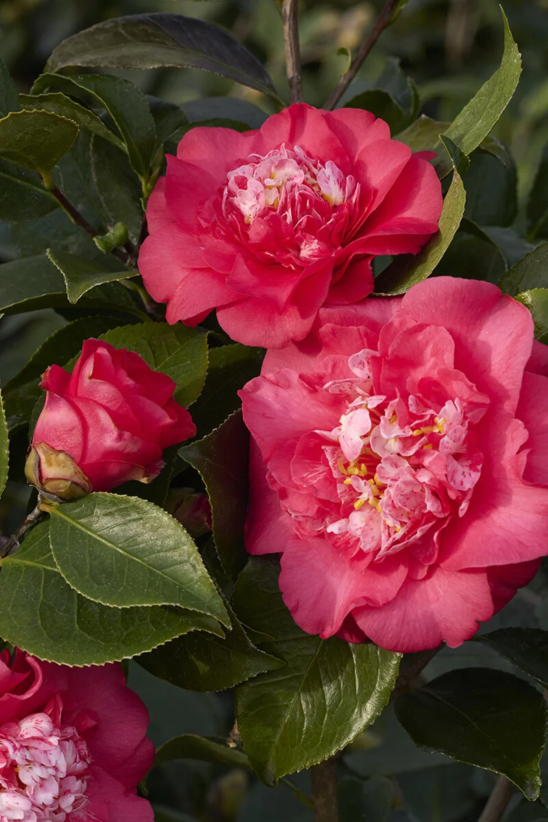 Chandleri Elegans Variegated Camellia 7 Chandleri Elegans Variegated Camellia