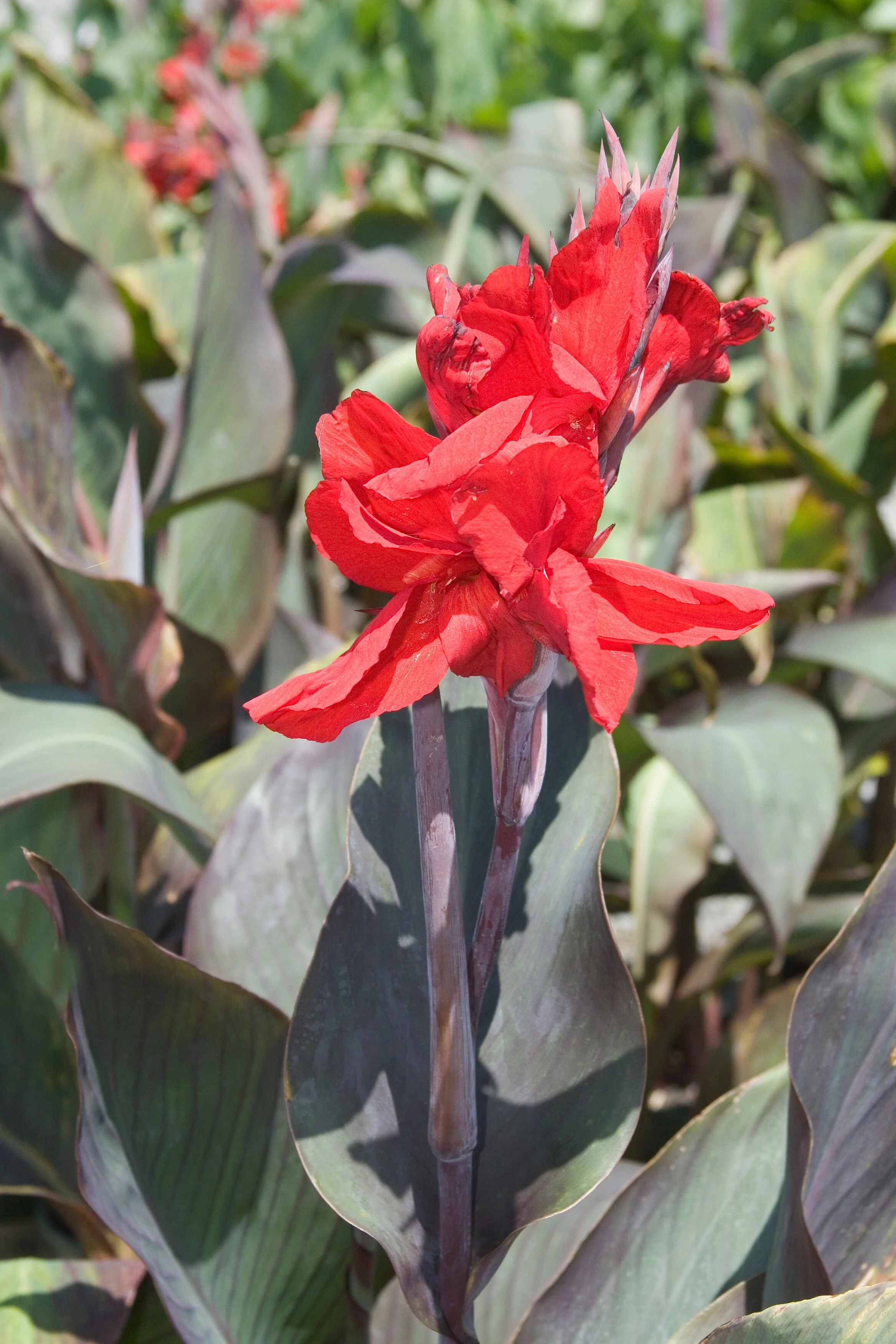 Black Knight Canna 3 Black Knight Canna