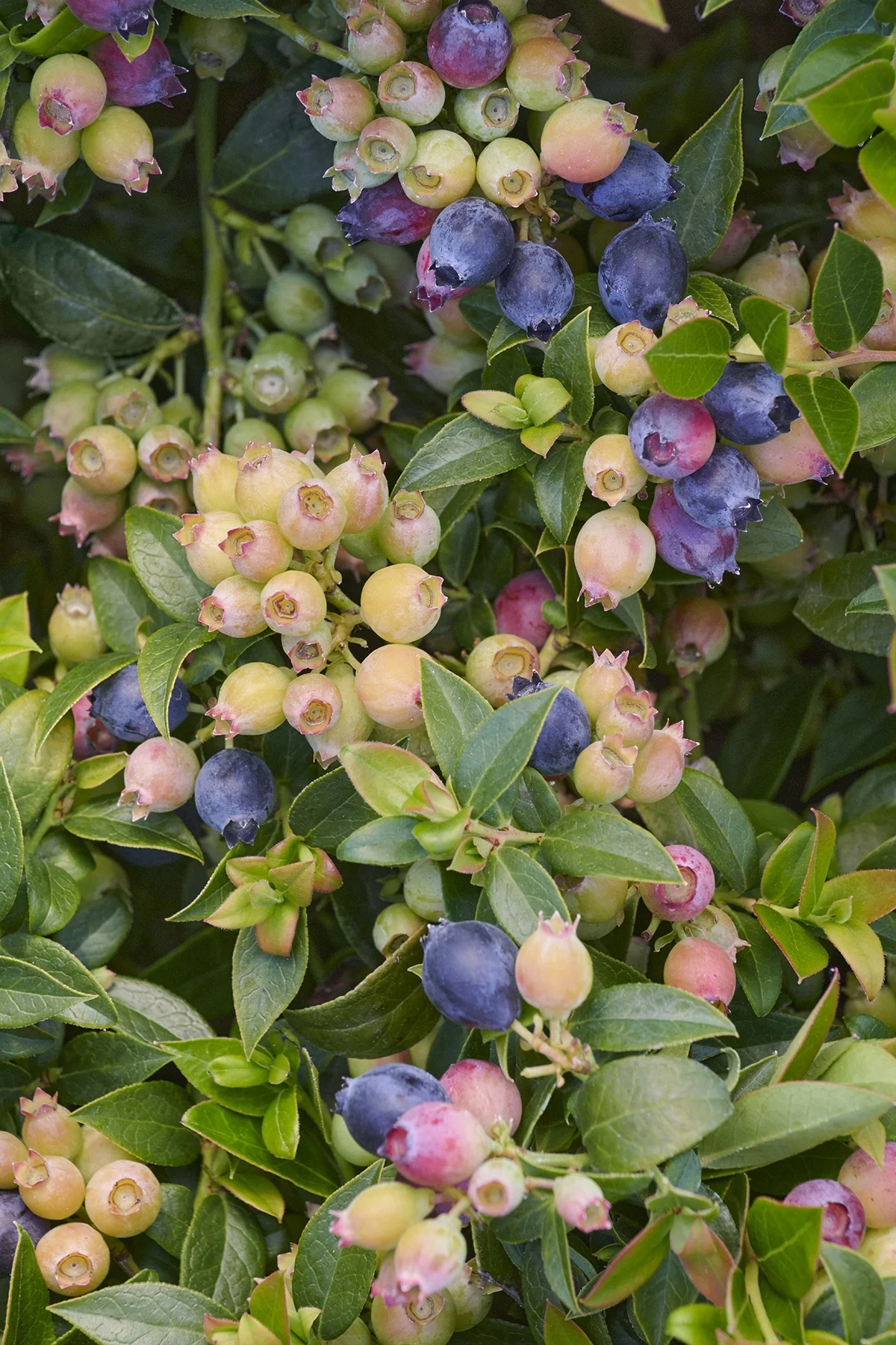 Bountiful™ Baby Blueberry