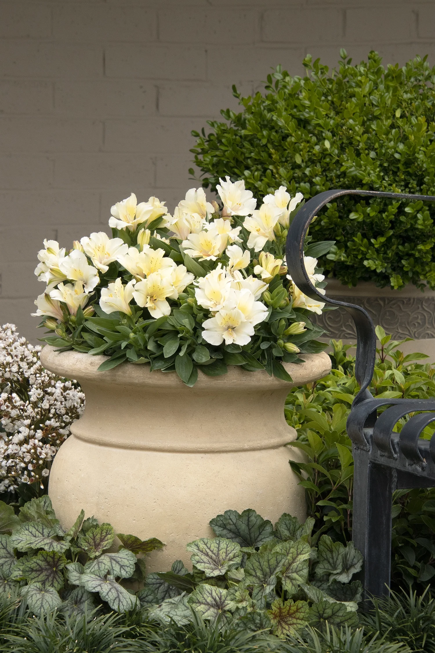 Colorita® Claire® Peruvian Lily