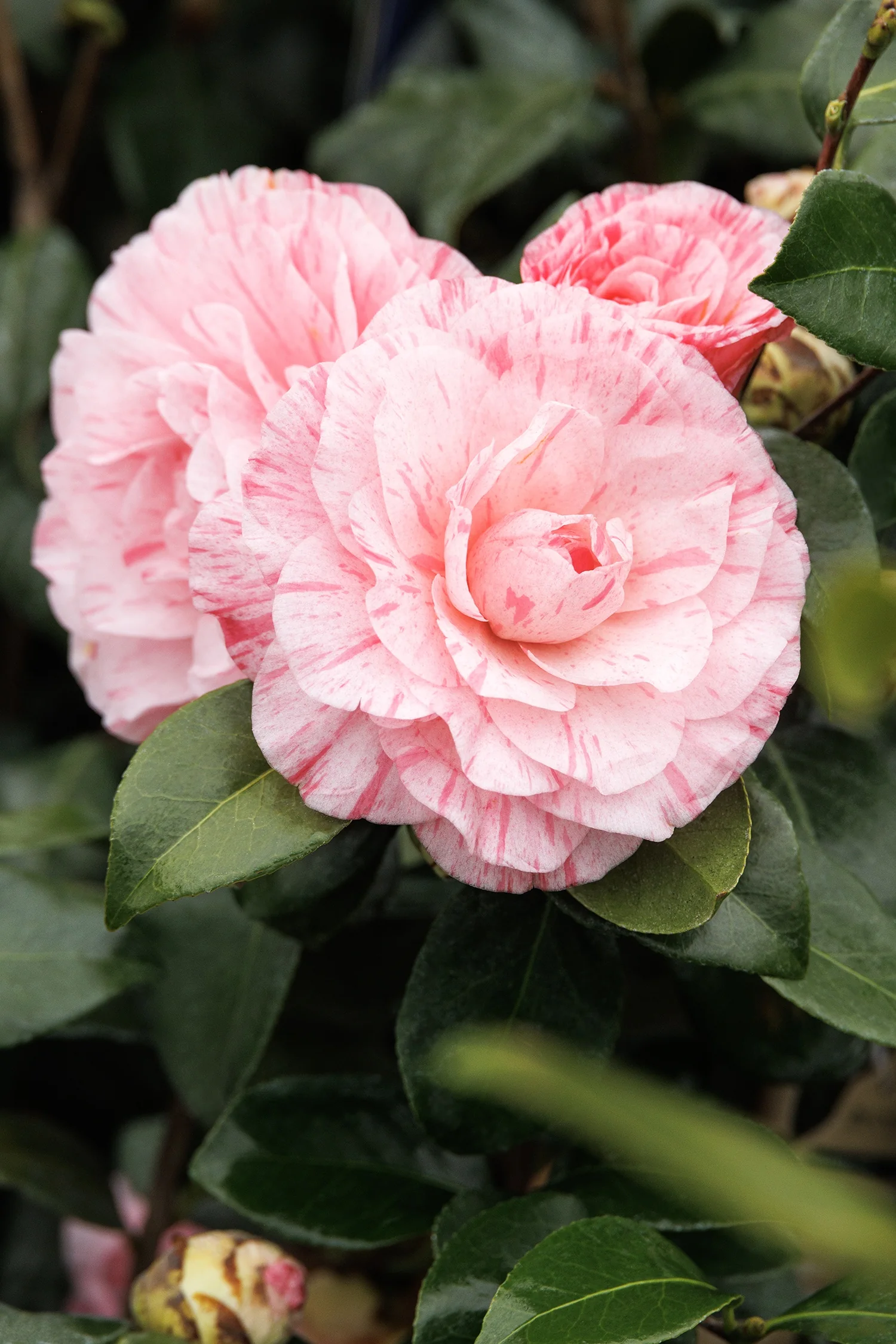 Carter's Sunburst Camellia 2 Carter's Sunburst Camellia