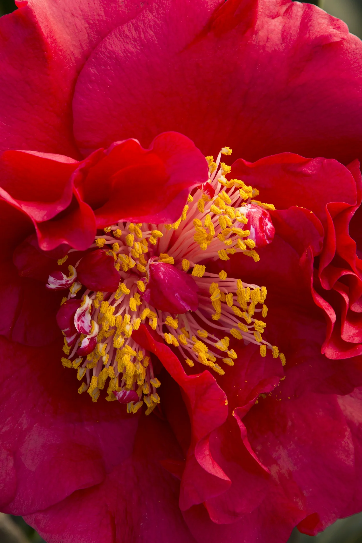 Bob Hope Camellia 1 Bob Hope Camellia