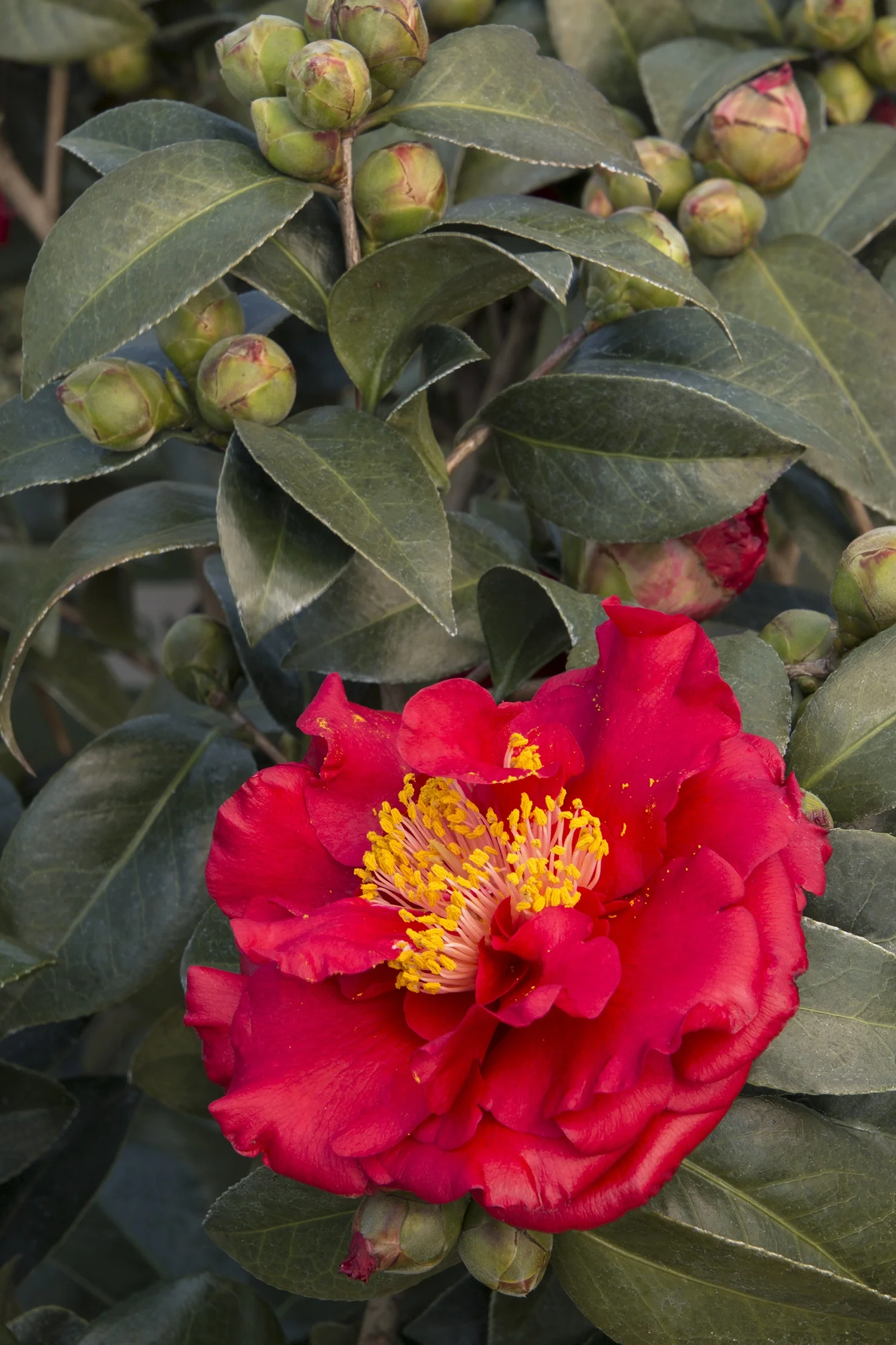 Bob Hope Camellia 2 Bob Hope Camellia