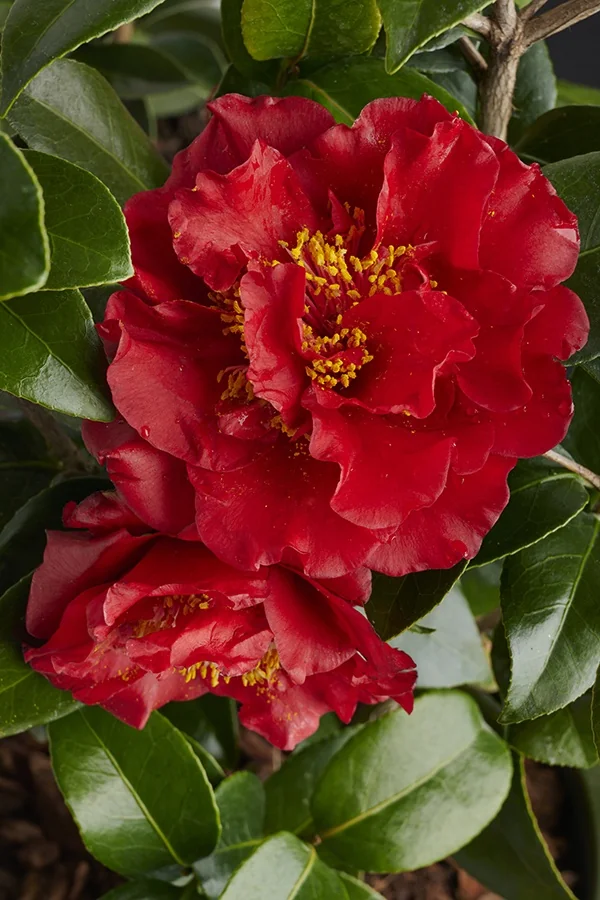 Bob Hope Camellia 3 Bob Hope Camellia