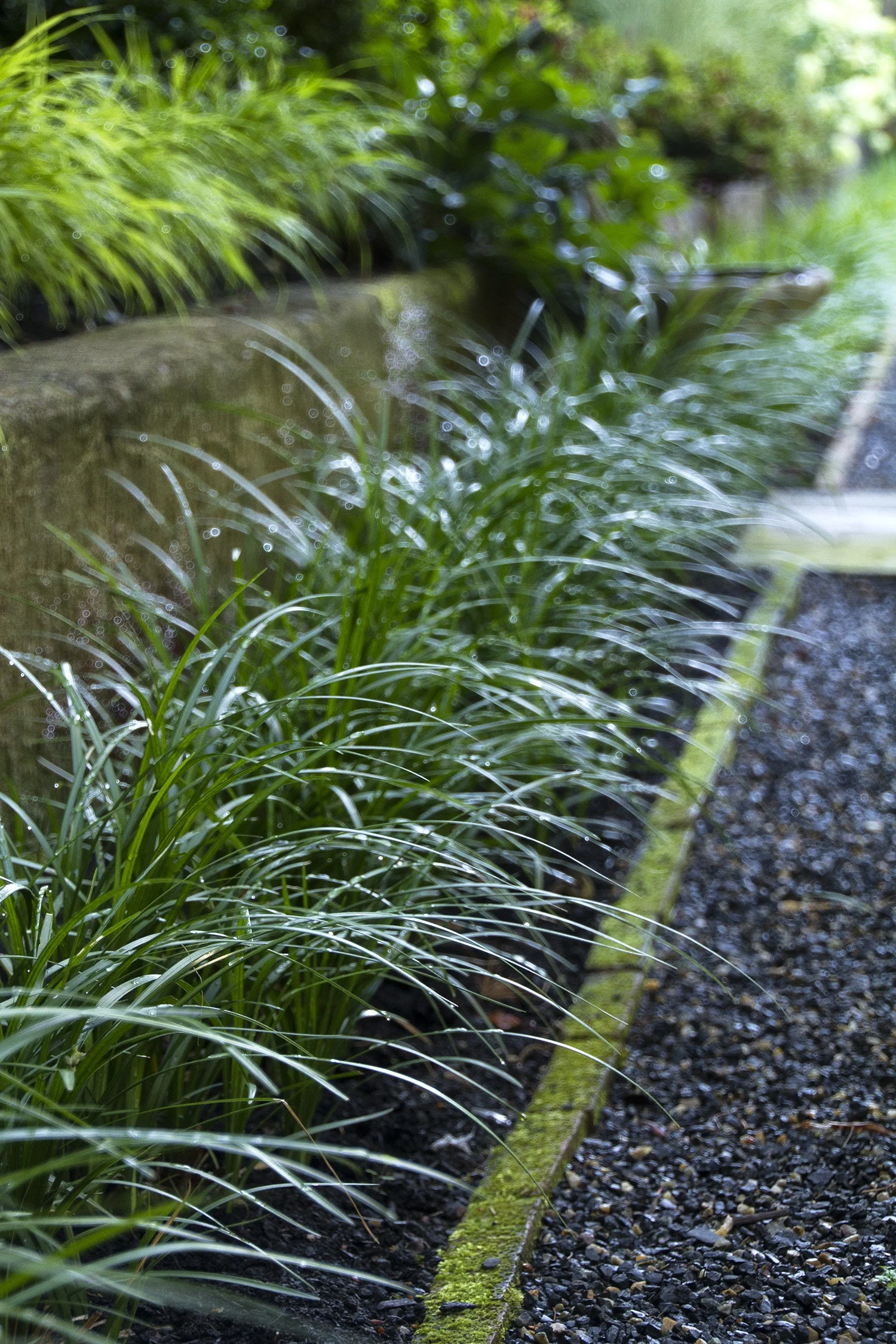 Lilyturf