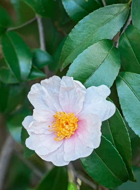 Winter's Star Camellia 1 Winter's Star Camellia