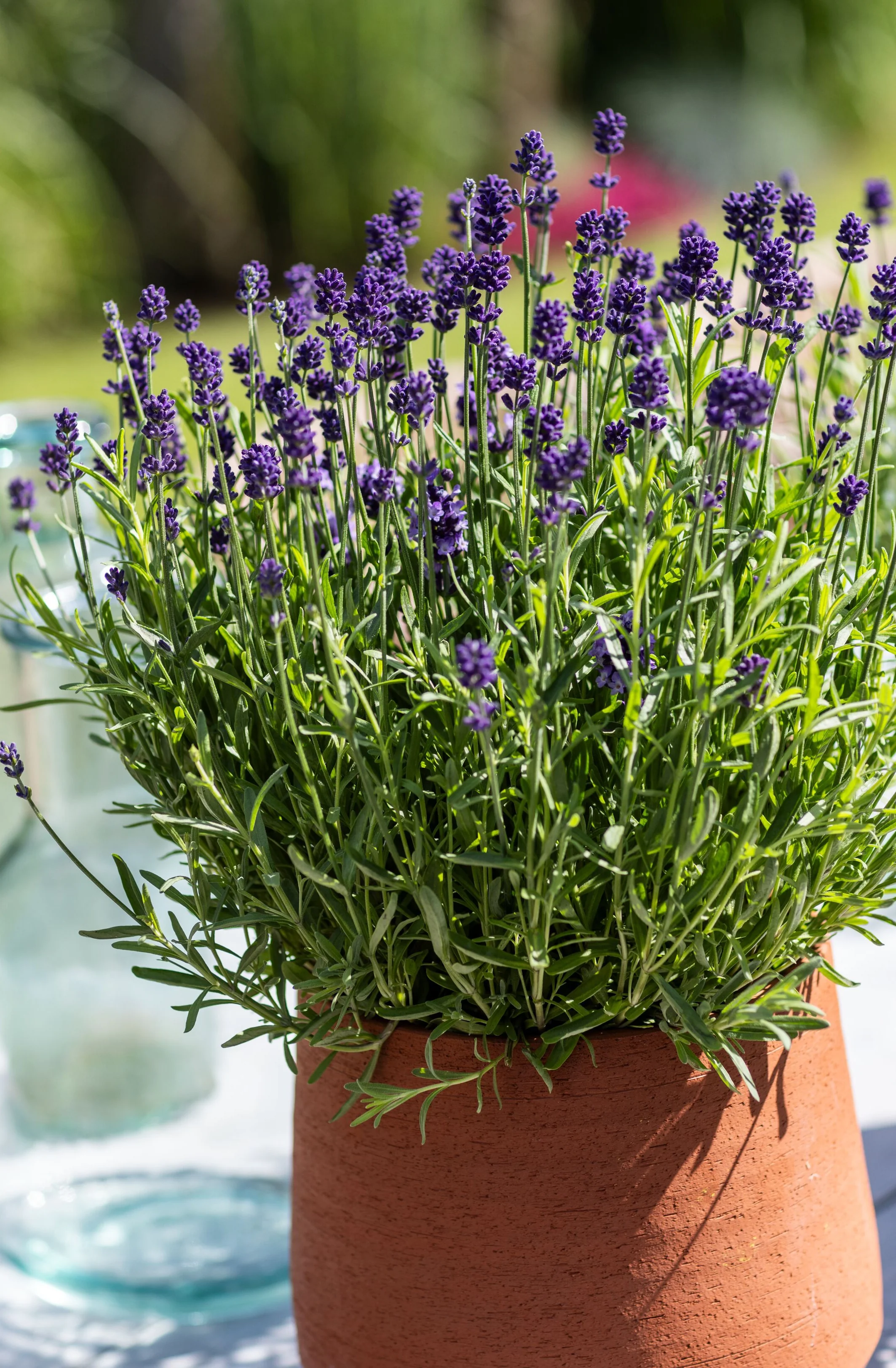 Scent™ Mini Blue English Lavender 1 Scent™ Mini Blue English Lavender