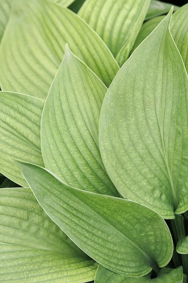 T Rex Hosta 1 T Rex Hosta