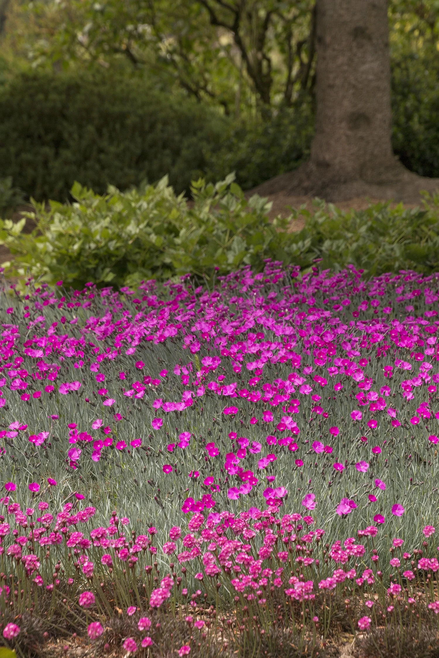 Firewitch Dianthus 11 Firewitch Dianthus