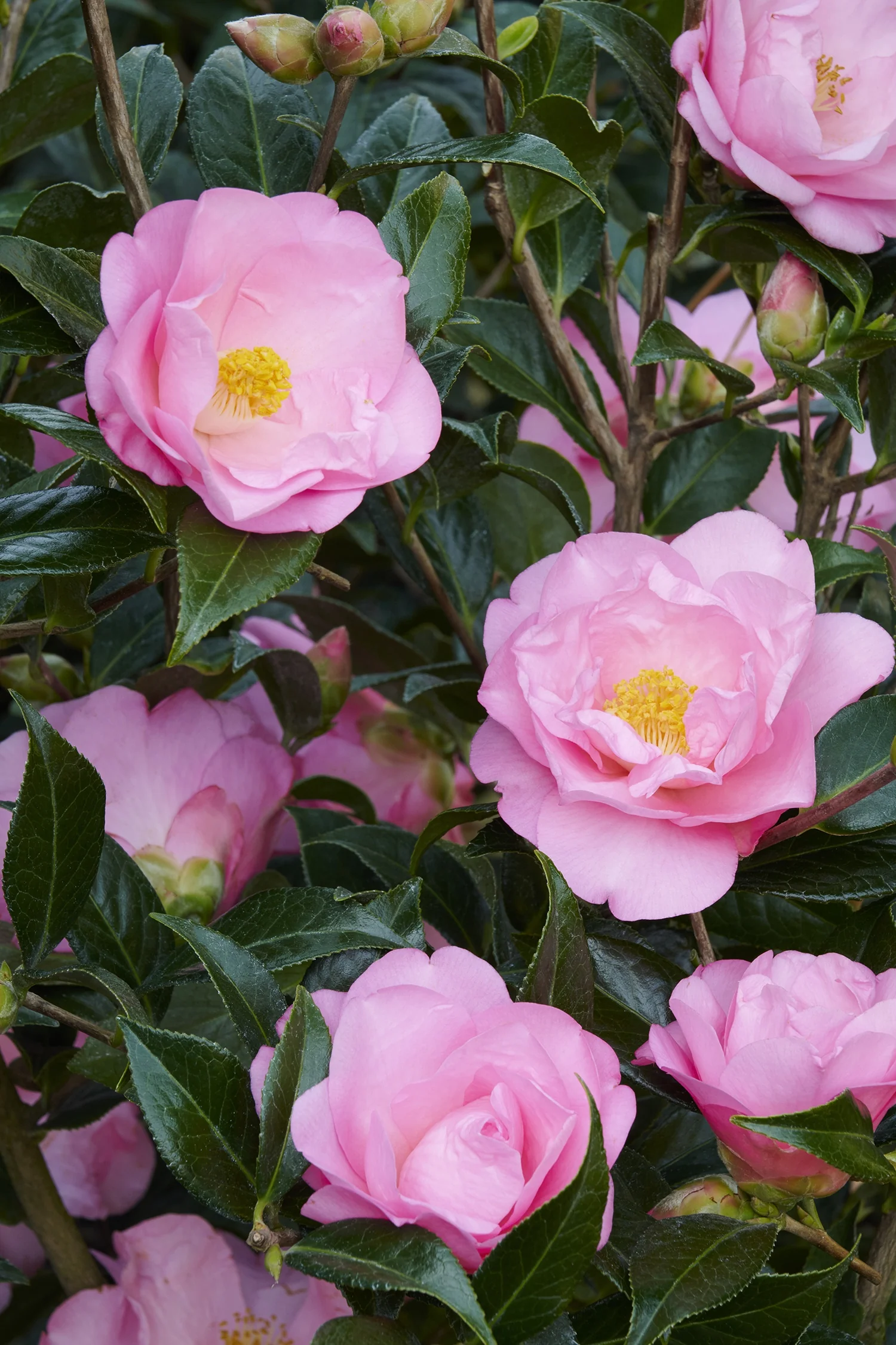 Taylor's Perfection Camellia