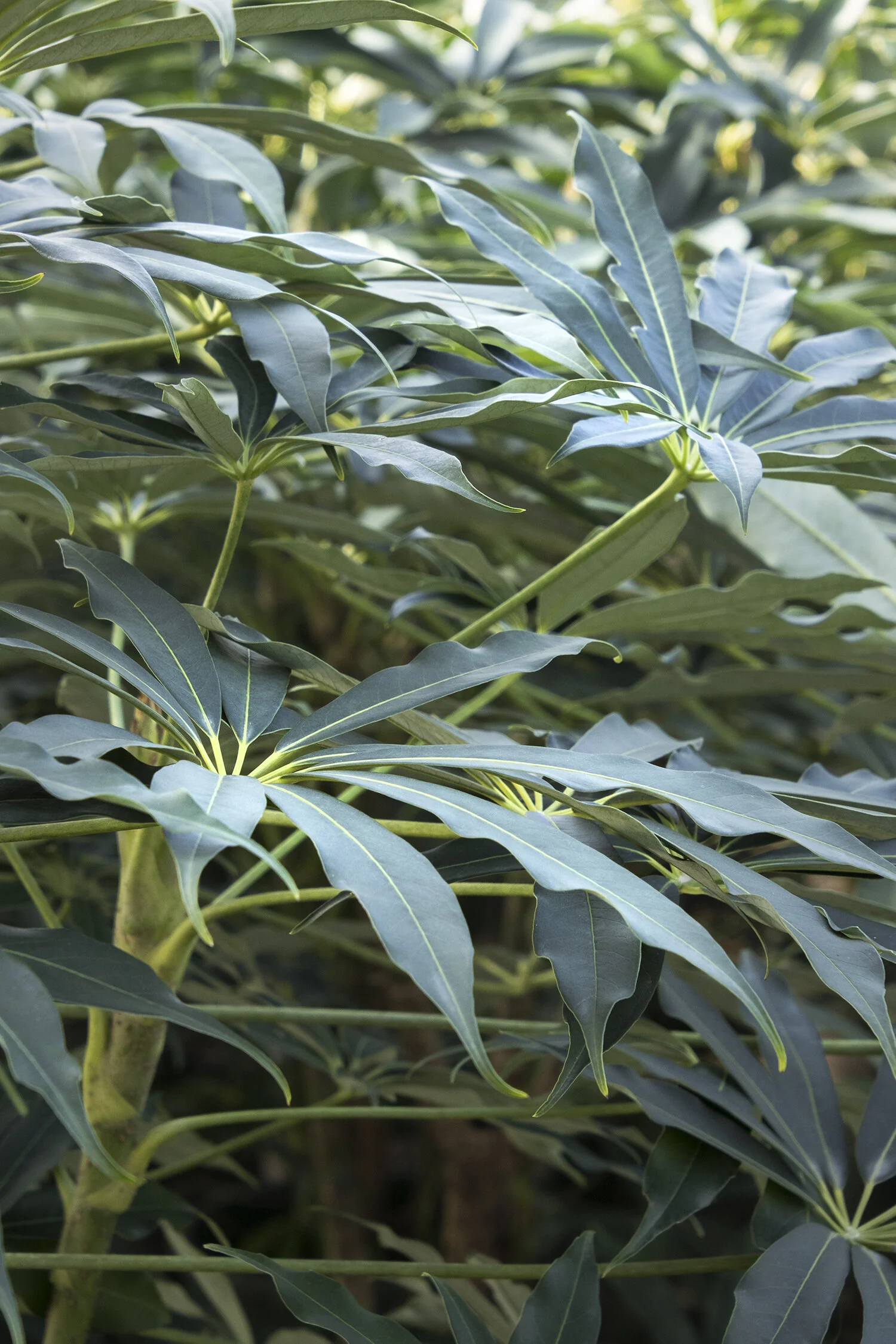 Goldfinger™ Hardy Schefflera 2 Goldfinger™ Hardy Schefflera