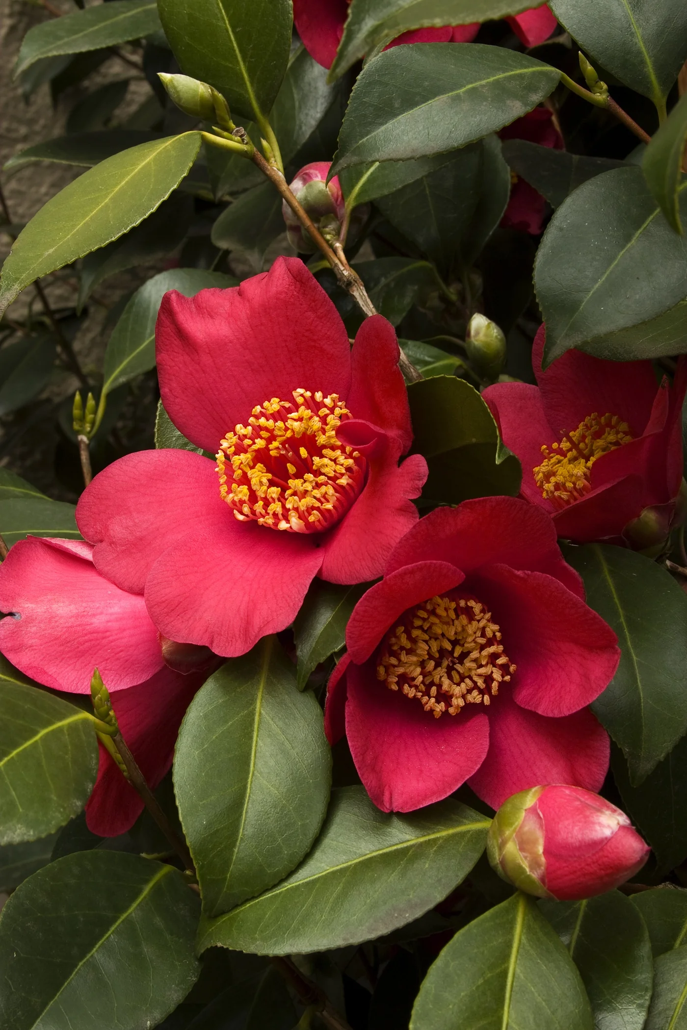 Spring's Promise Ice Angels® Camellia 2 Spring's Promise Ice Angels® Camellia