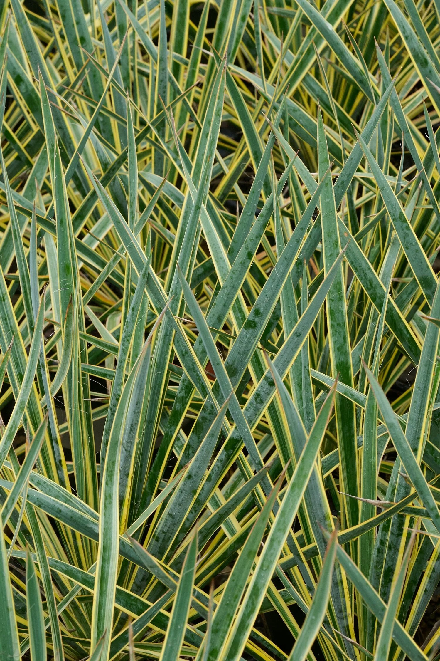 Bright Edge Yucca