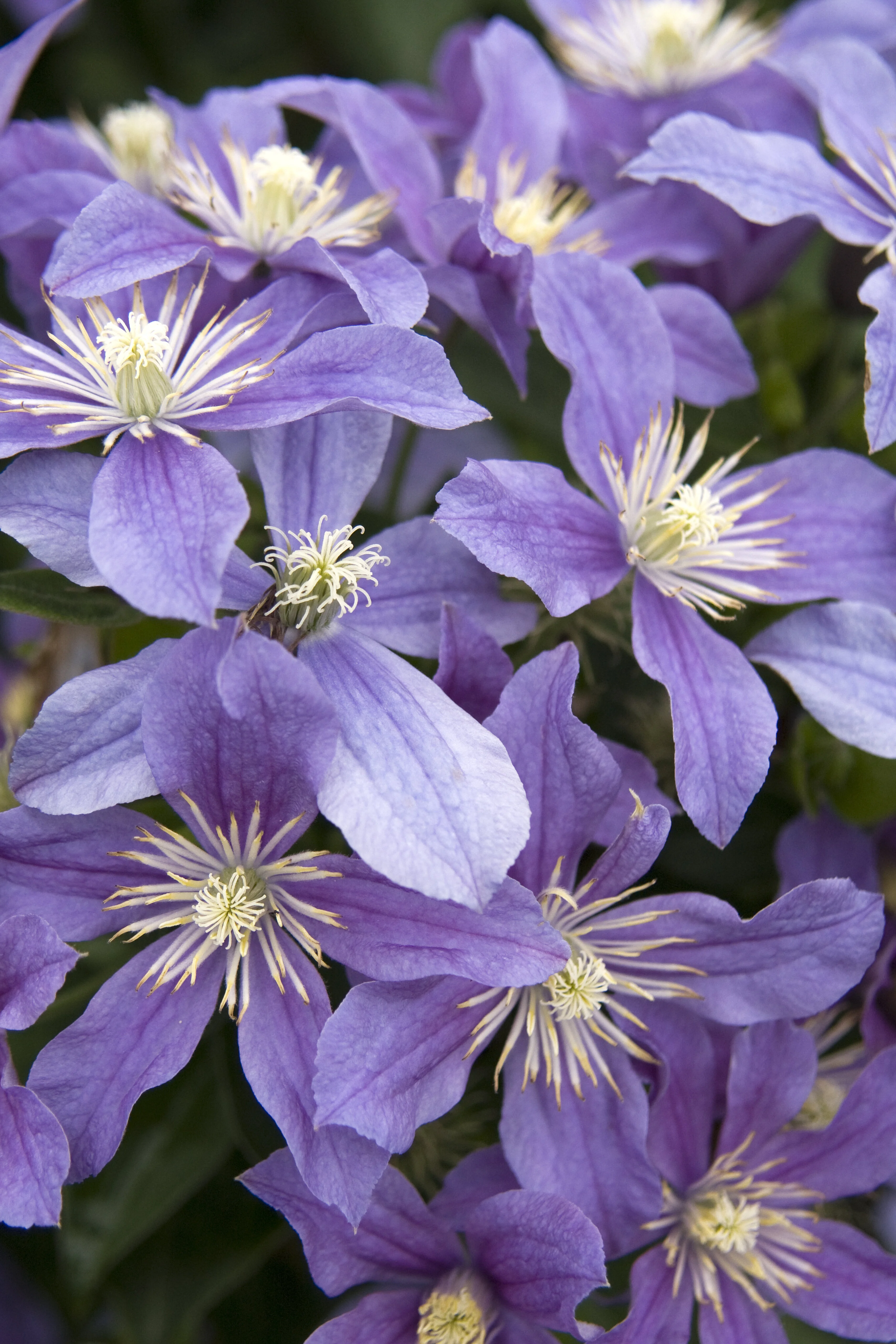 Arabella Clematis 1 Arabella Clematis