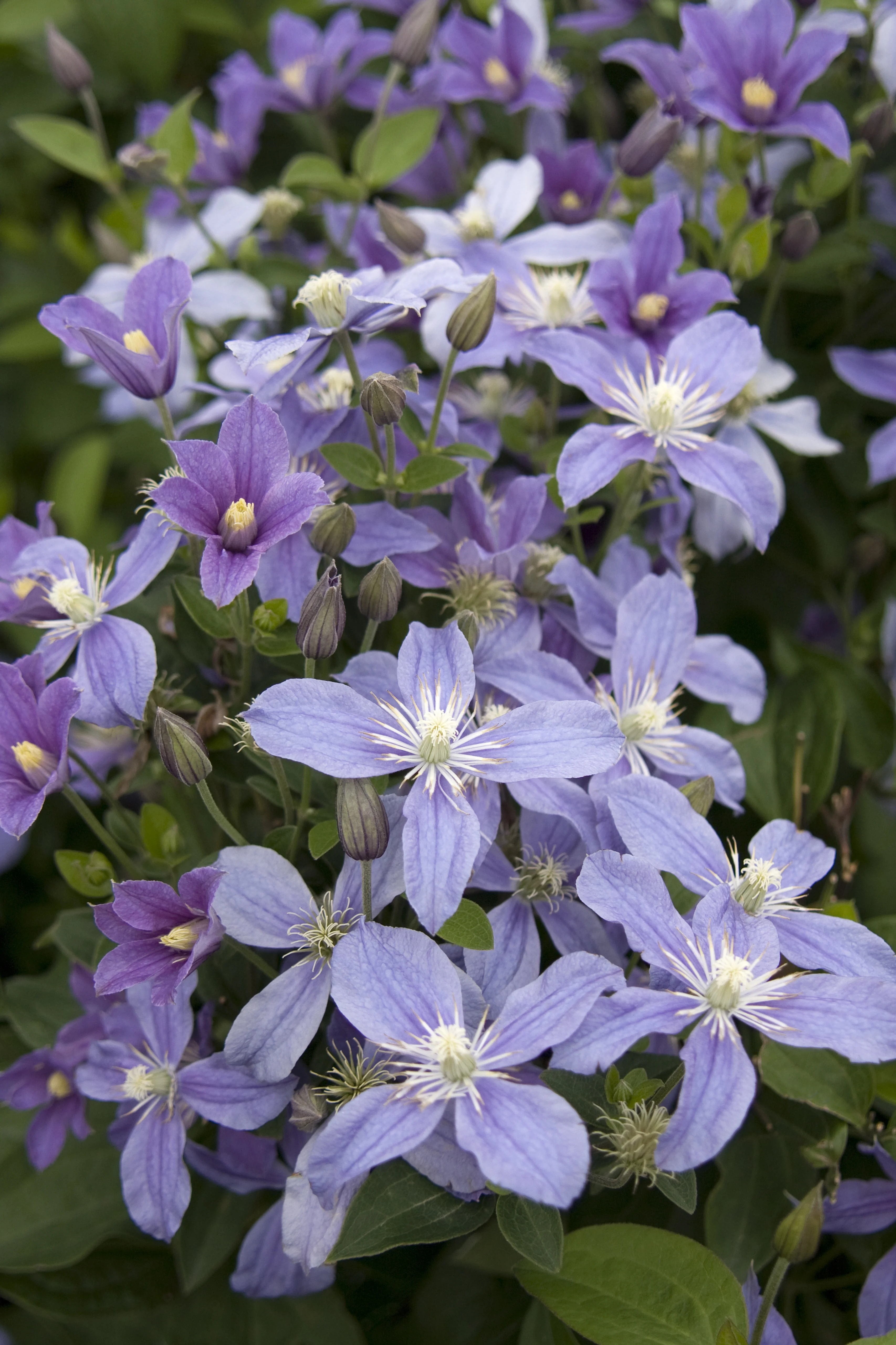 Arabella Clematis 2 Arabella Clematis