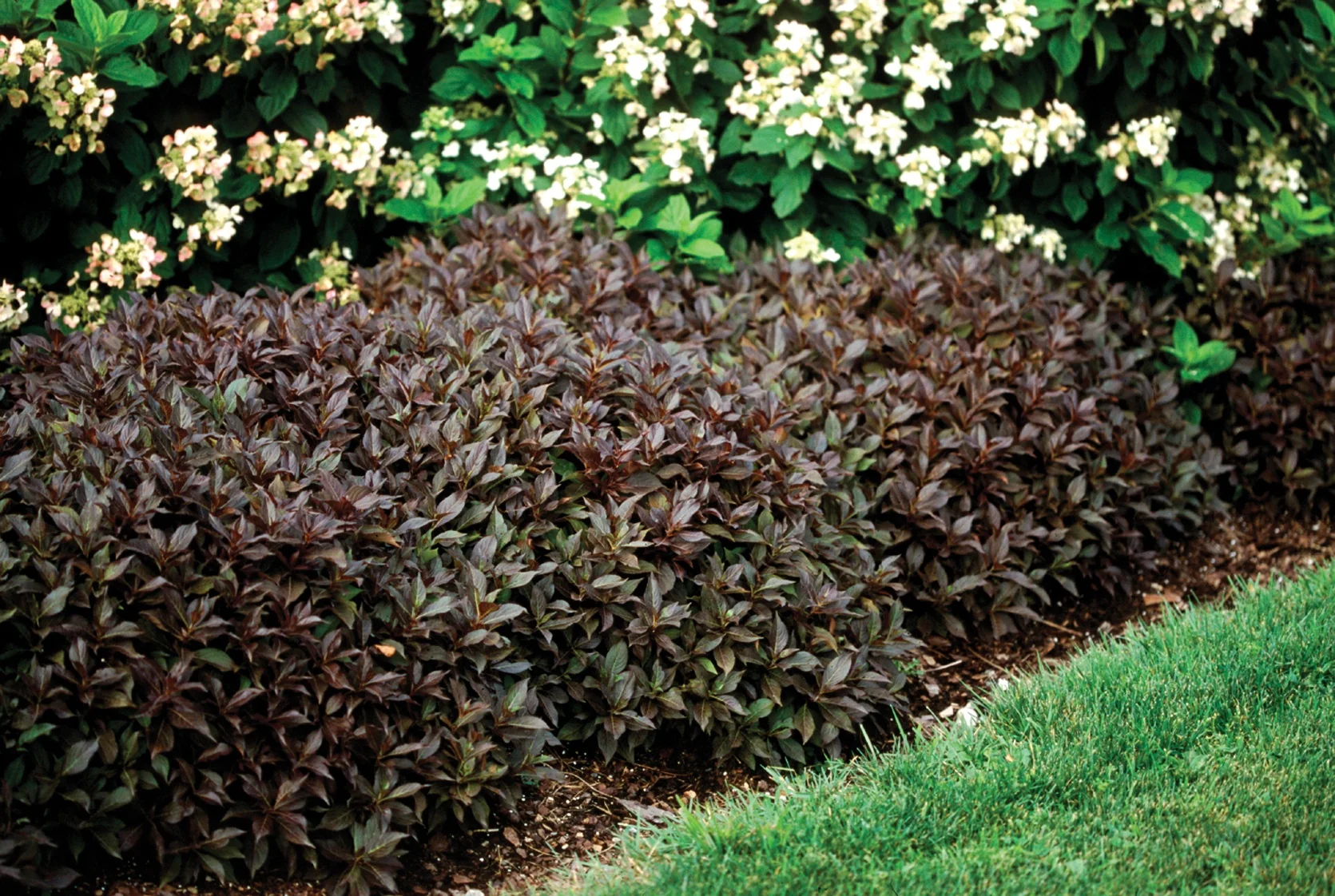 Midnight Wine® Weigela 4 Midnight Wine® Weigela