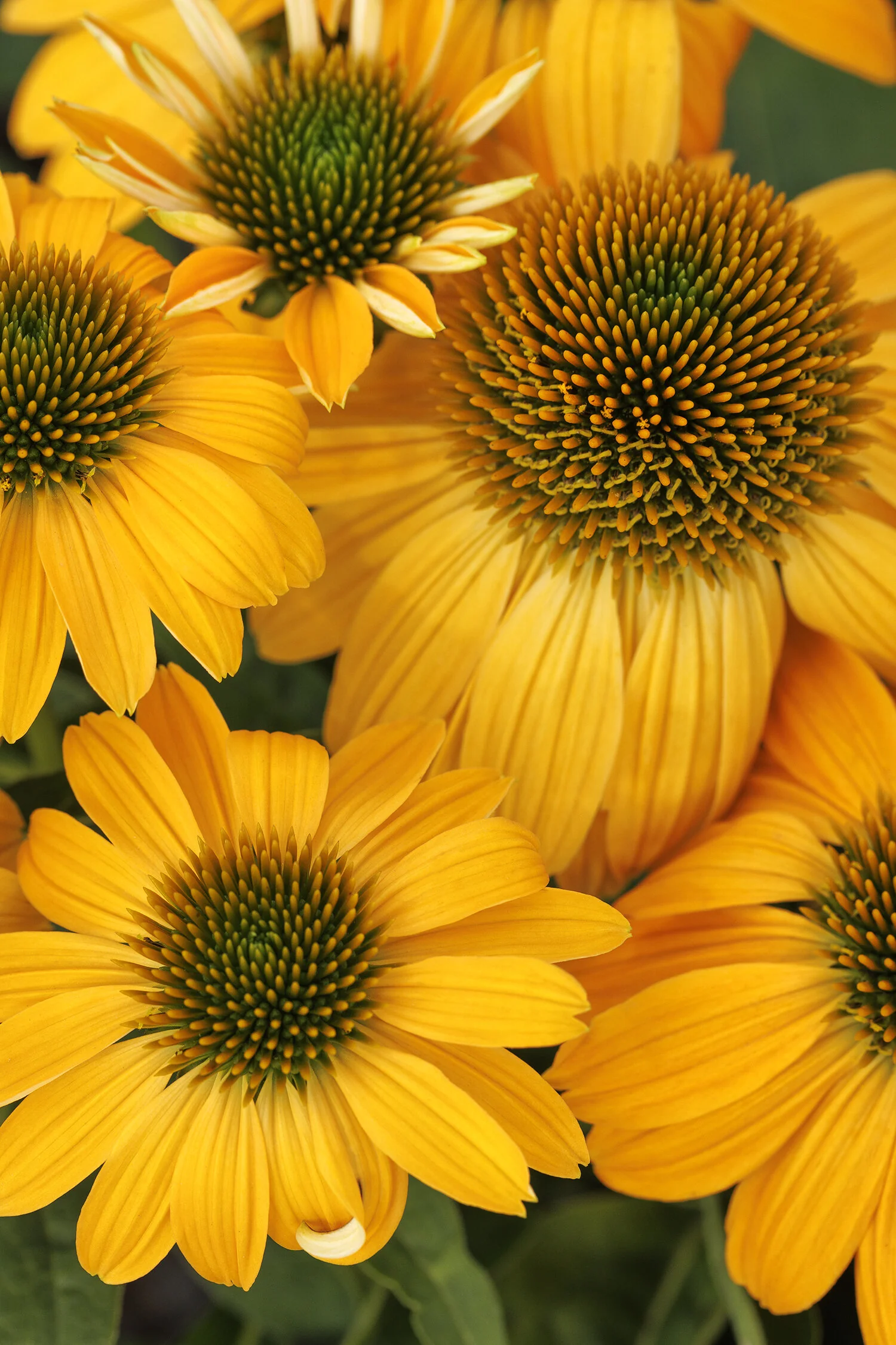 Sombrero® Granada Gold Coneflower 2 Sombrero® Granada Gold Coneflower