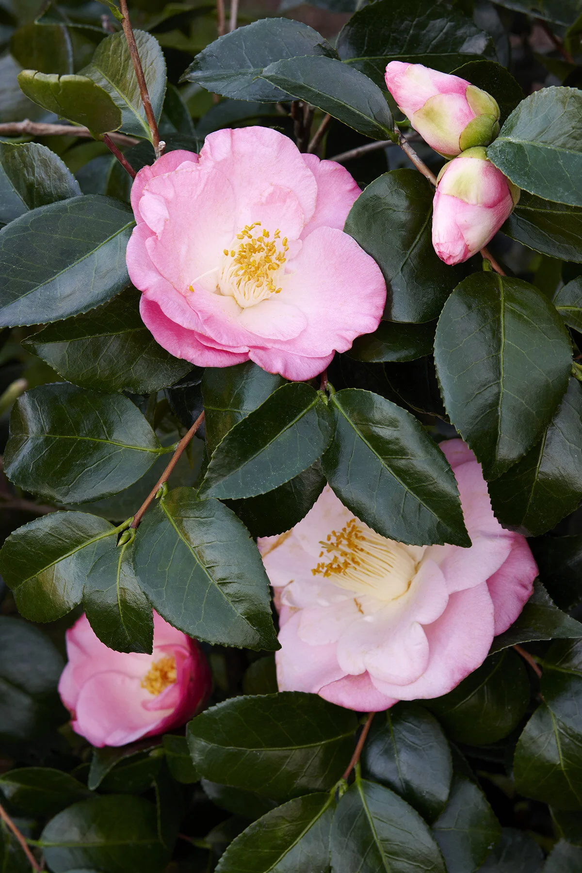 April Remembered Ice Angels® Camellia 15 April Remembered Ice Angels® Camellia